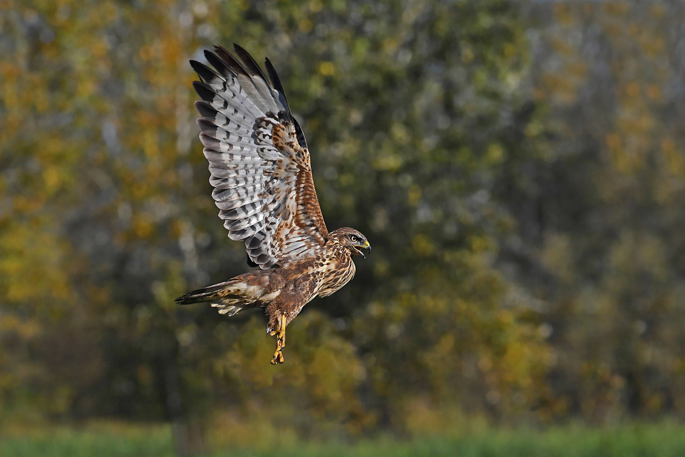 Feather Stories (Buzzard)