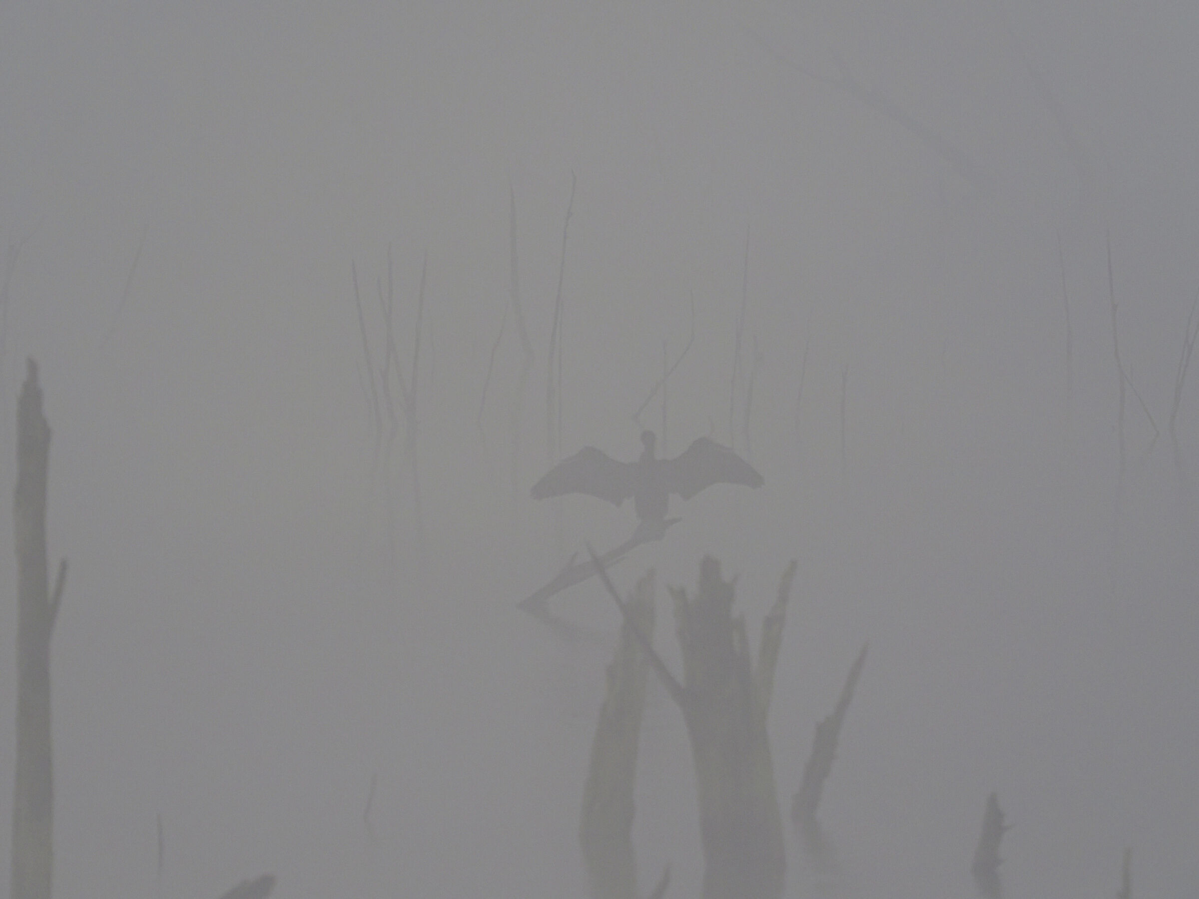 Sono il conte Dracula (Cormorano nella nebbia)