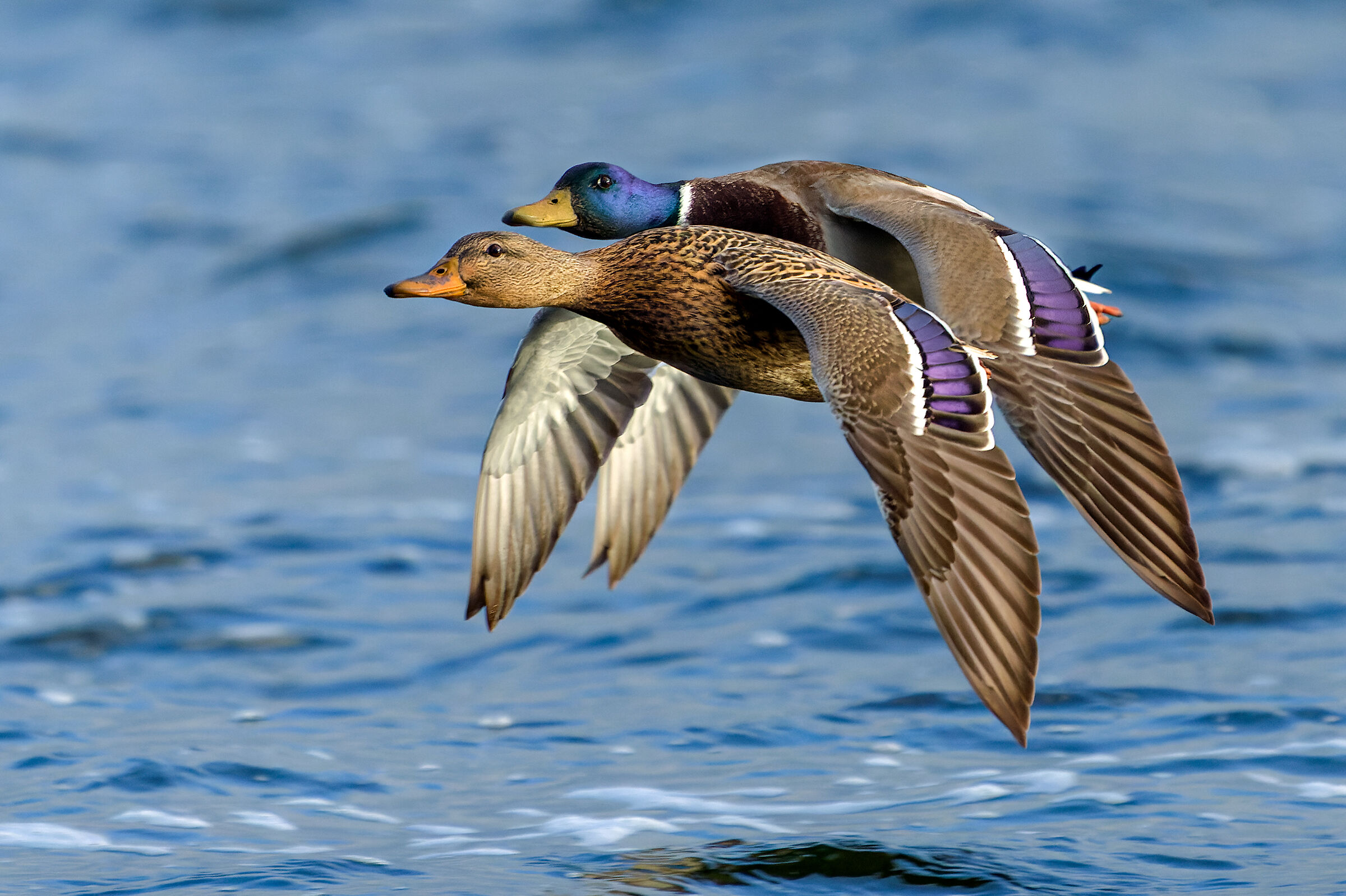 Germani reali controvento