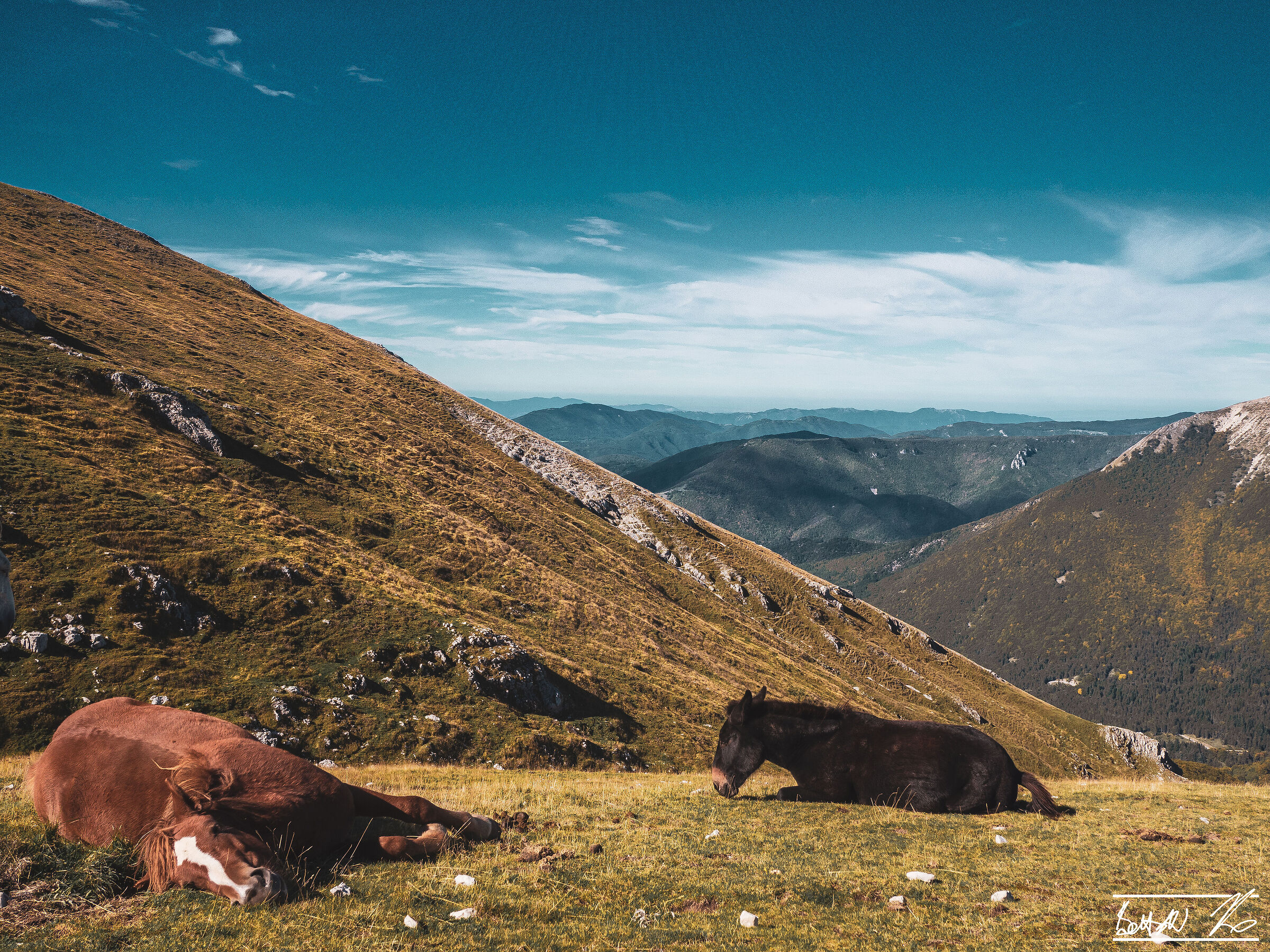Monte Viglio: horses at rest along the climb