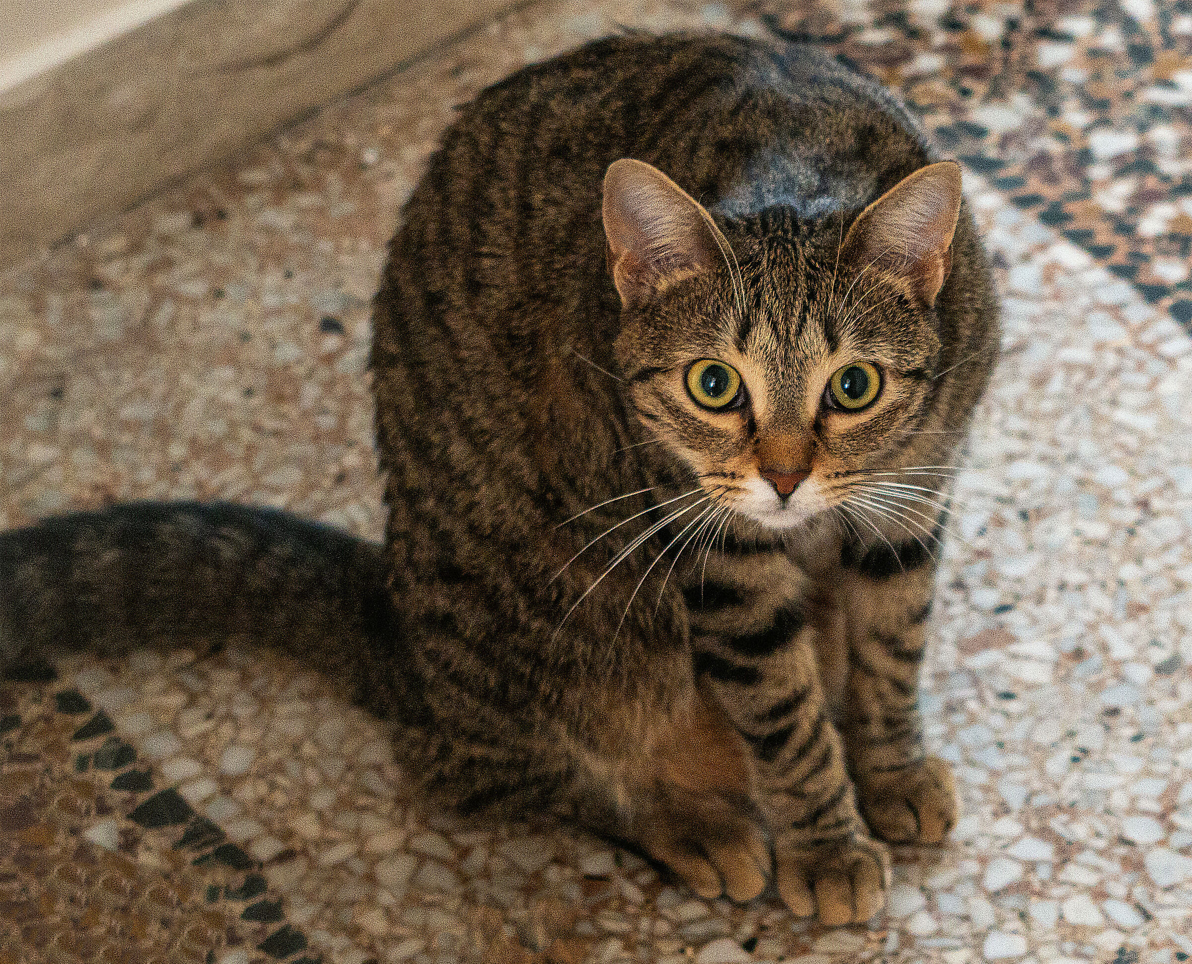 What will be that black thing that my master has?!