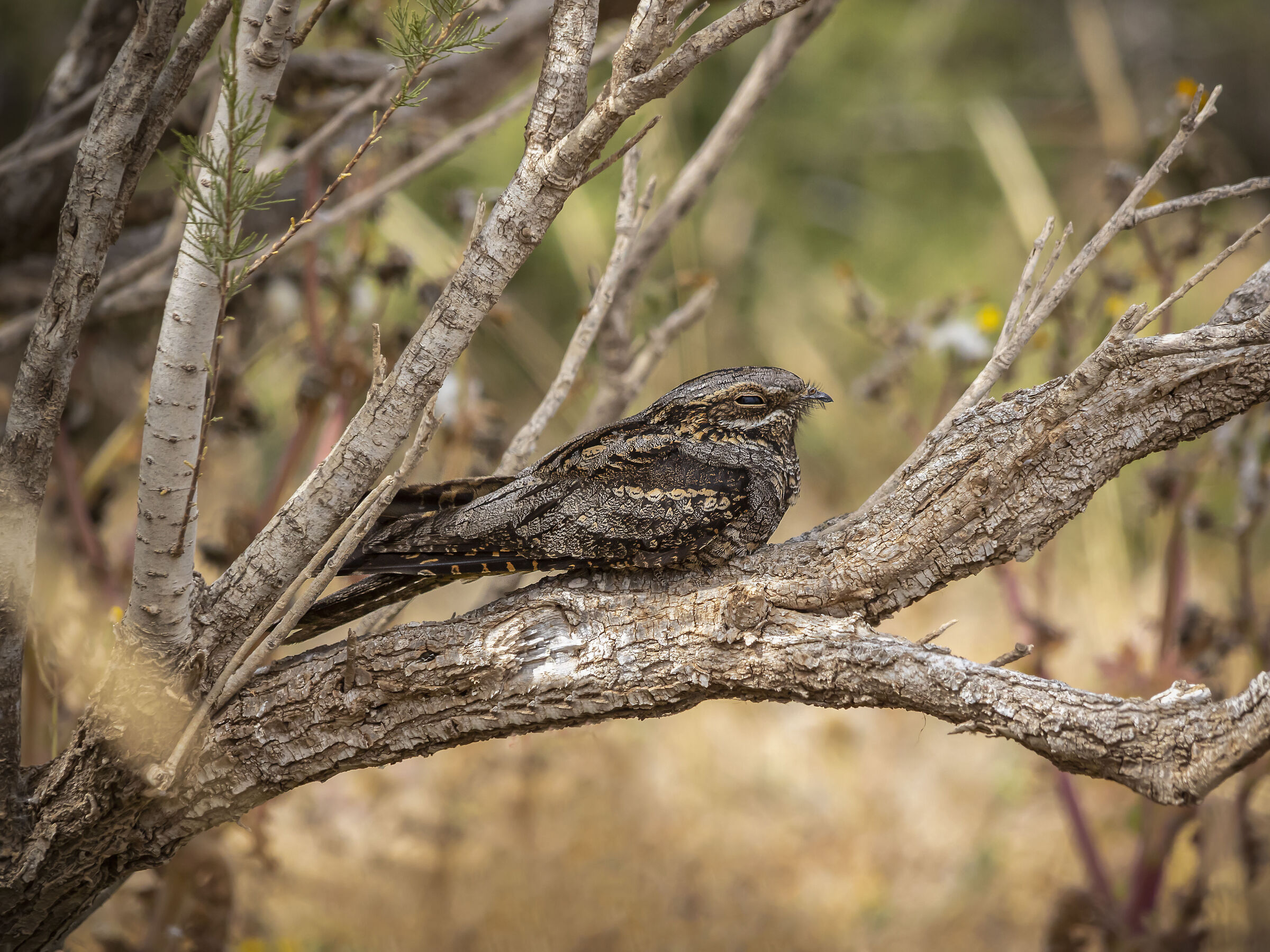 Nightjar