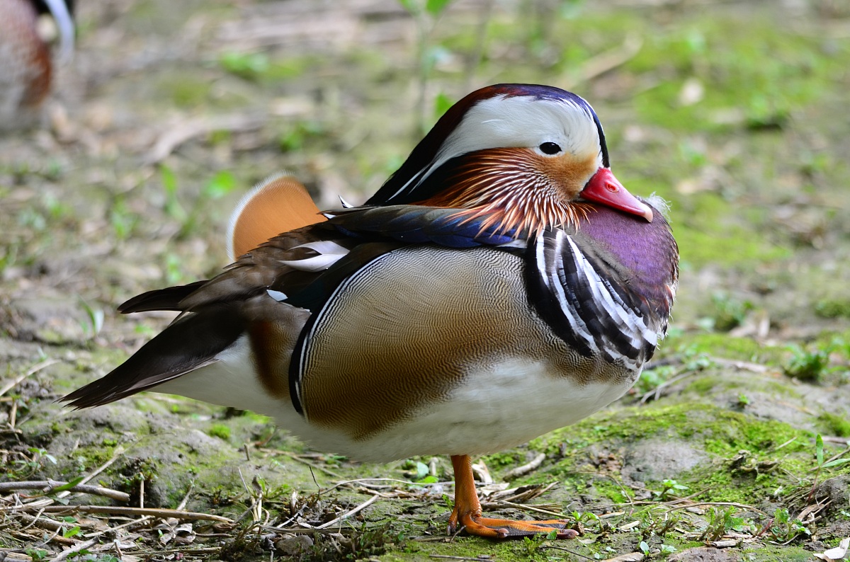 Anatra Mandarina si riposa..