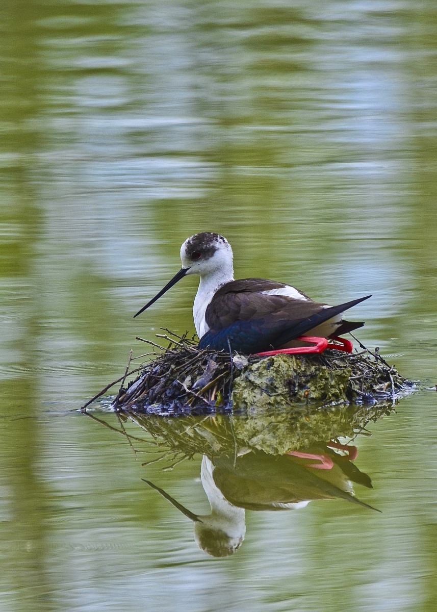 Cavaliere D'italia che cova