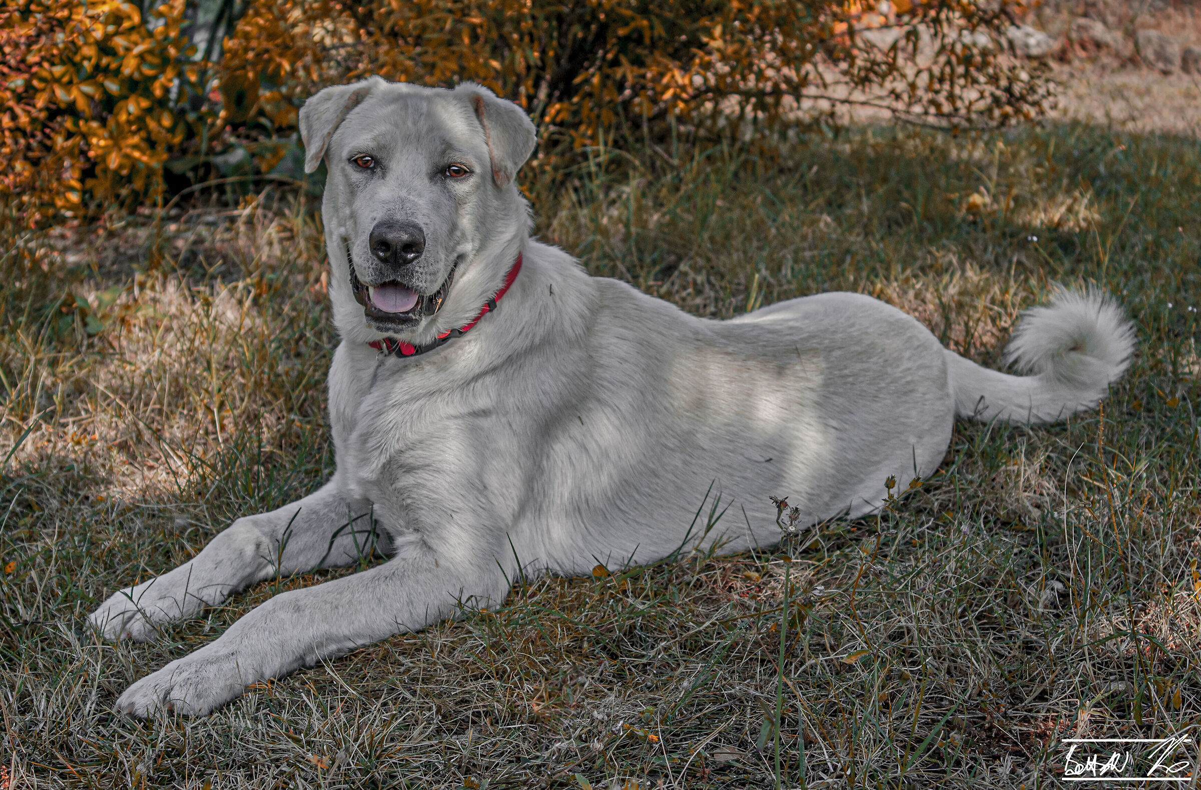 Il mio Argo all'età di circa 1 anno e mezzo