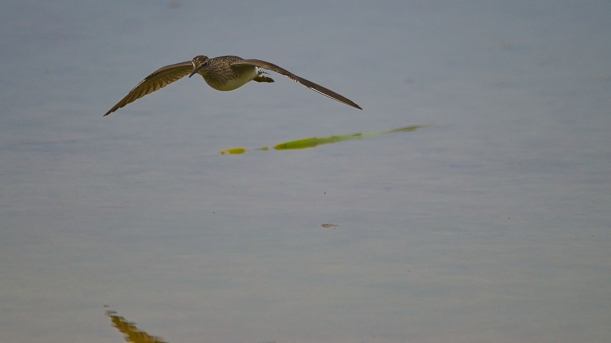 Female Pintail Duck