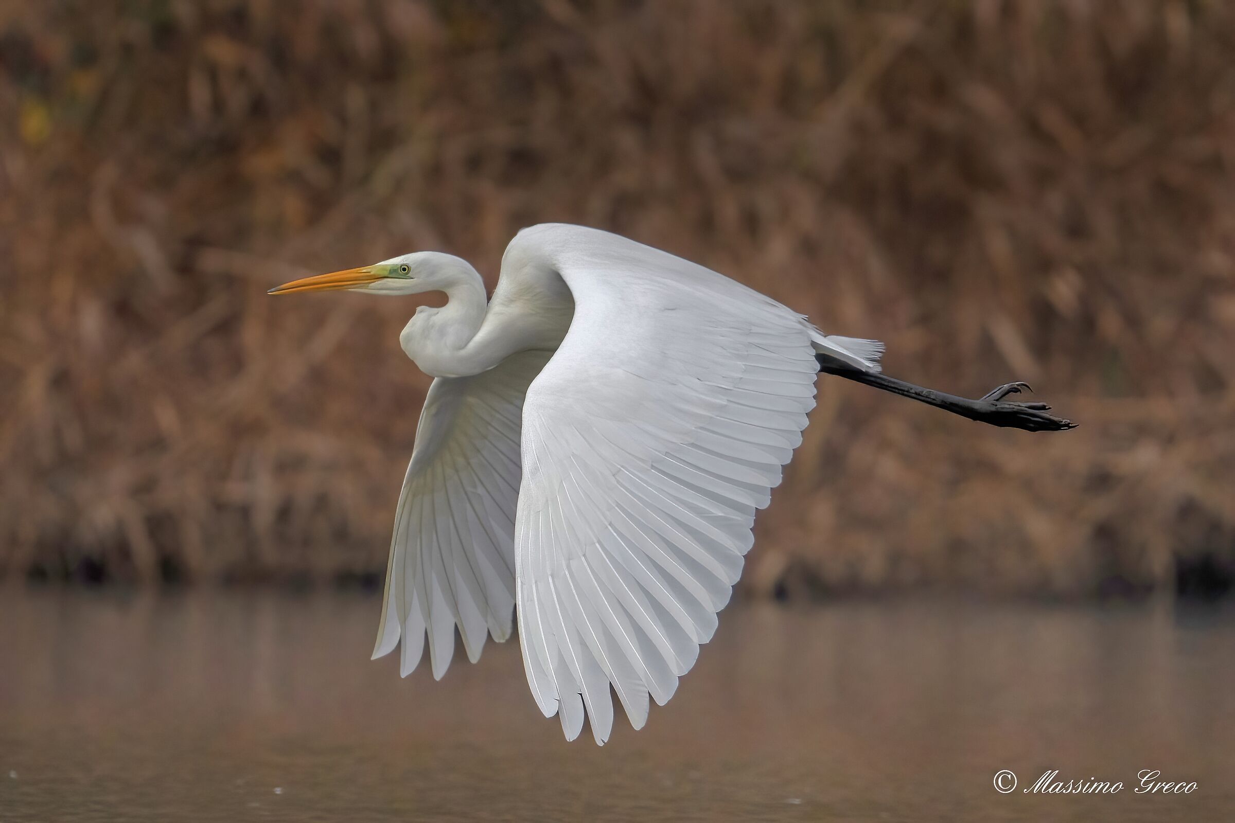 Great white heron (Casmerodius albus)