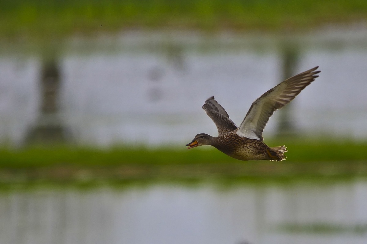 Femmina di Germano Reale in volo