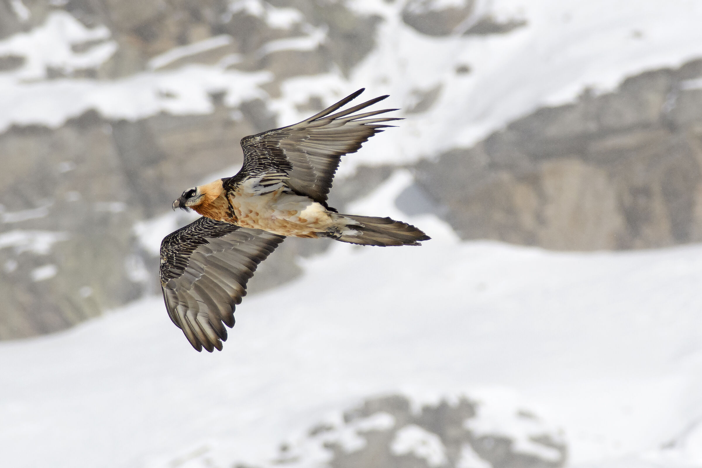 Inverno al Gran Paradiso