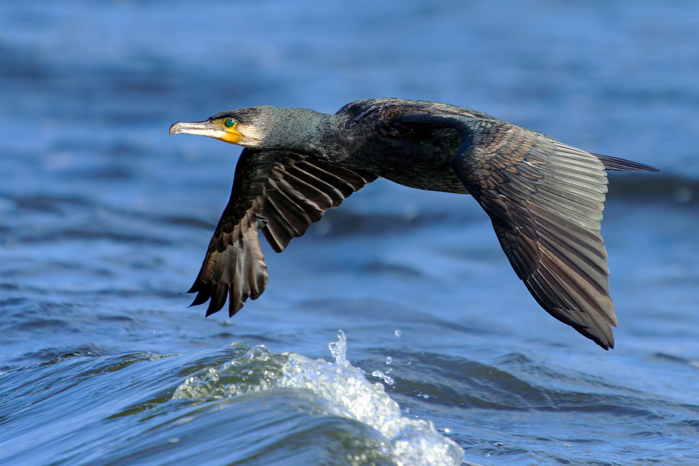 L'onda e il cormorano