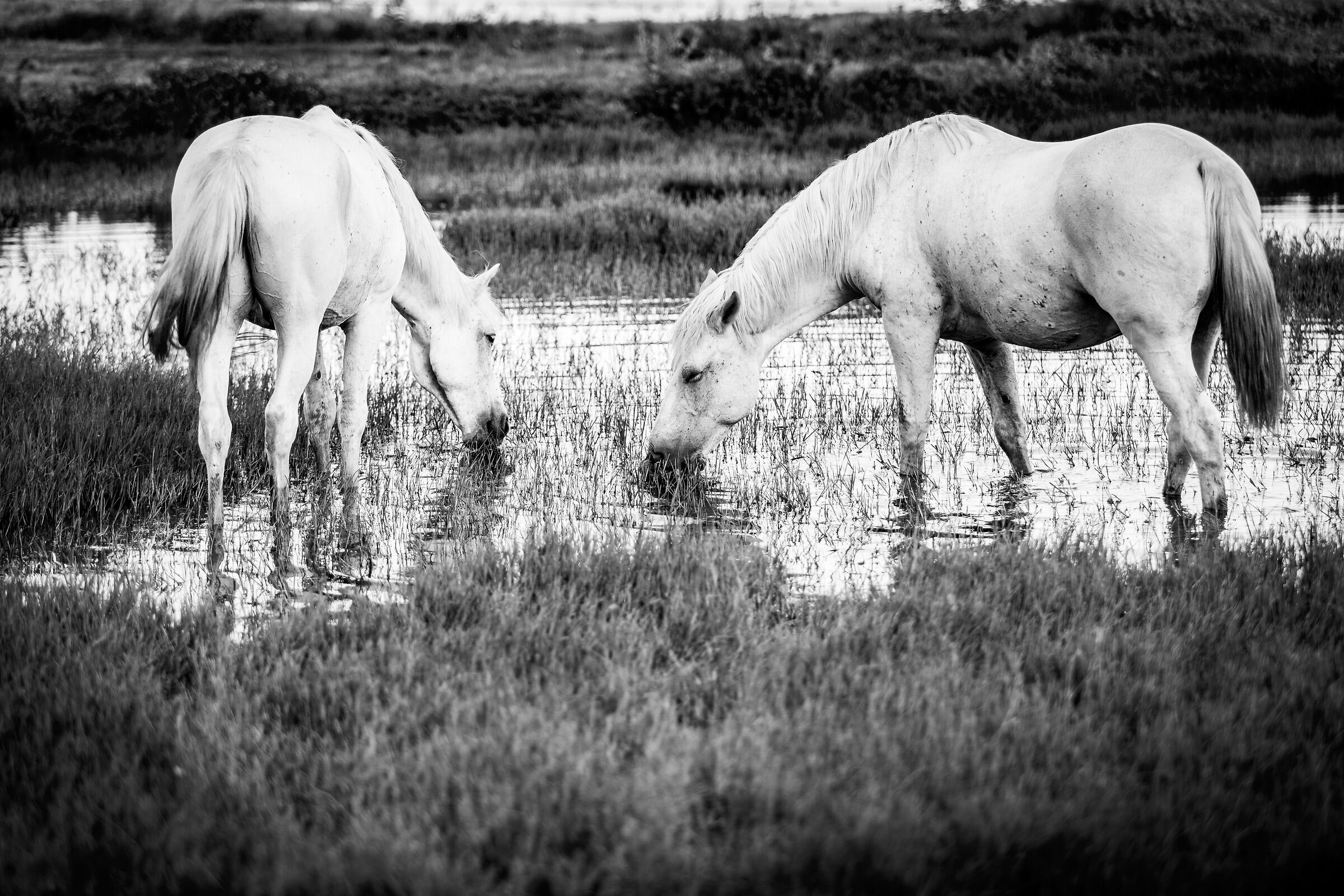 Cavalli Camargue al pascolo.