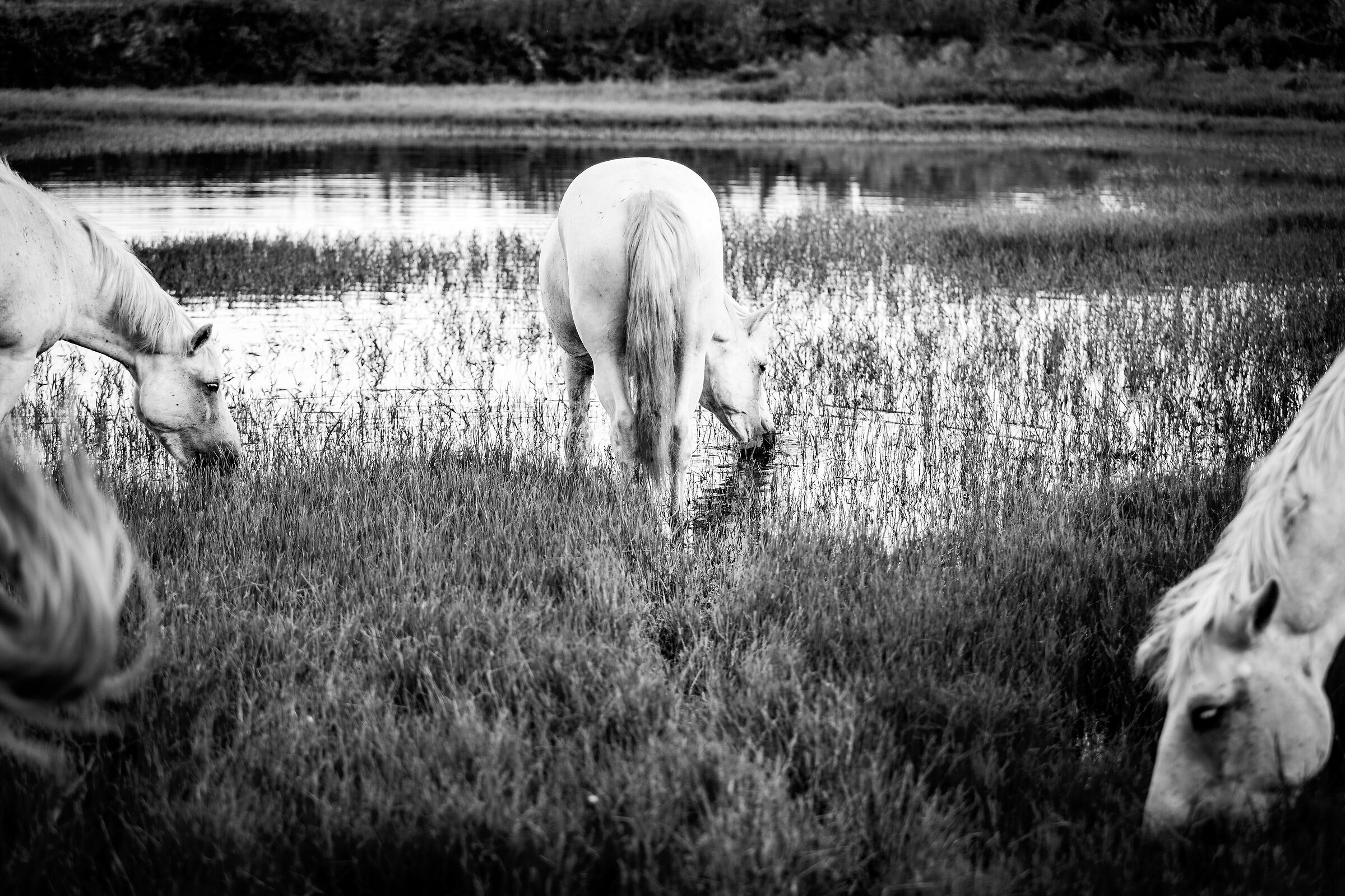 Cavalli Camargue al pascolo.