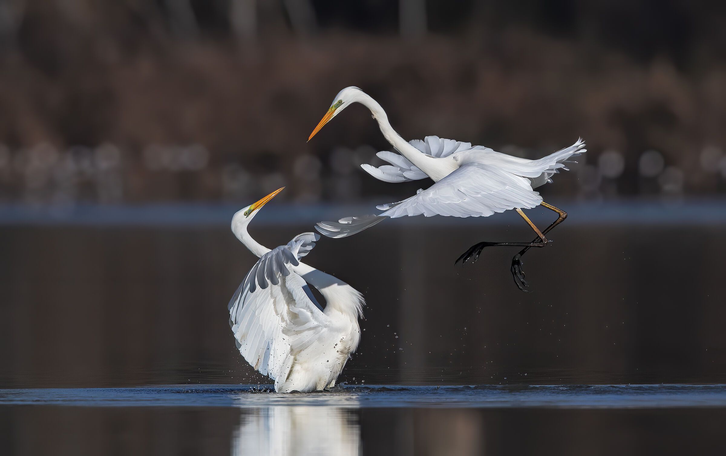 Great white heron, Ardea alba