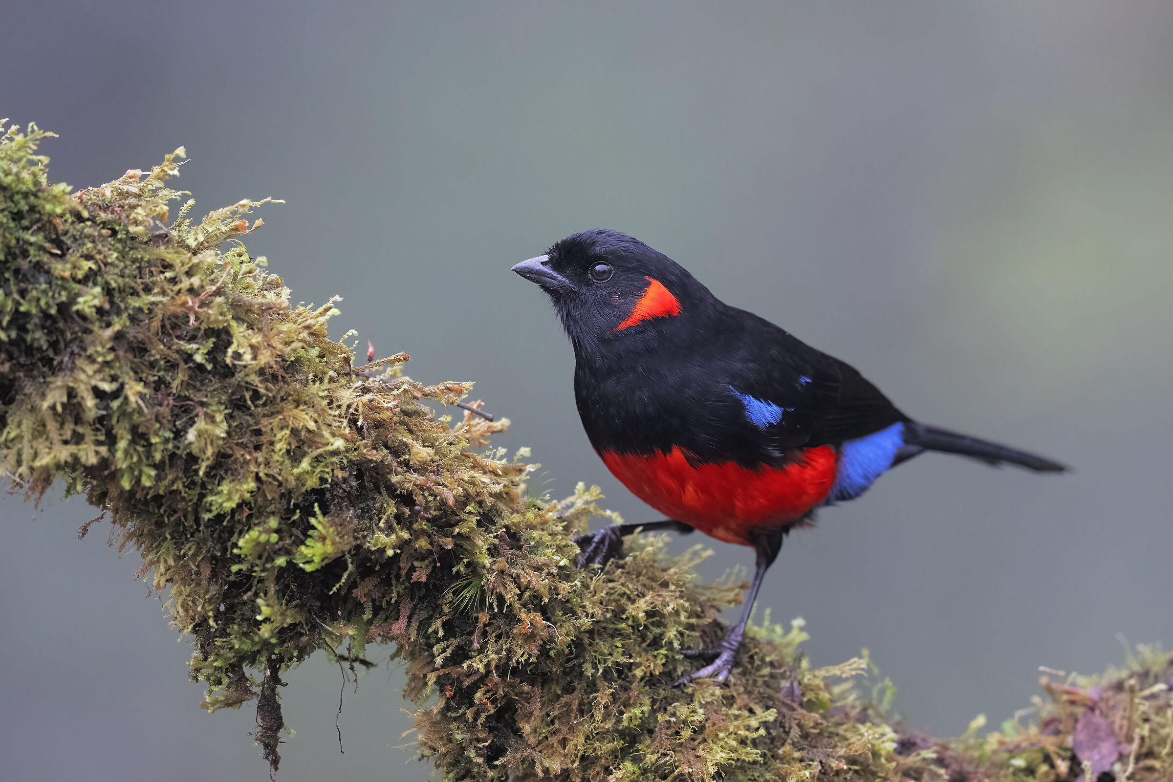 Tanagra scarlet belly