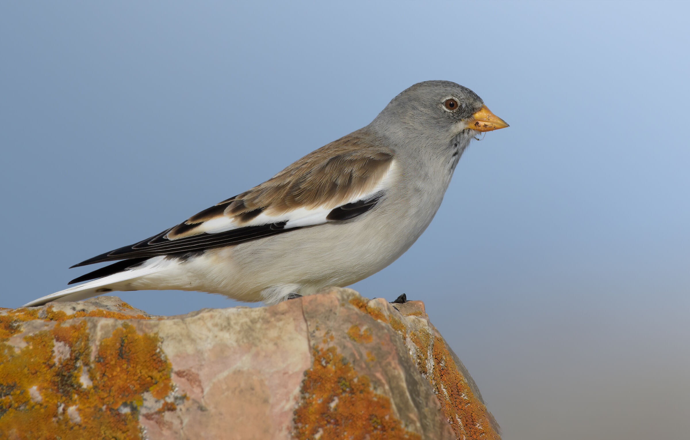 Alpine chaffinch