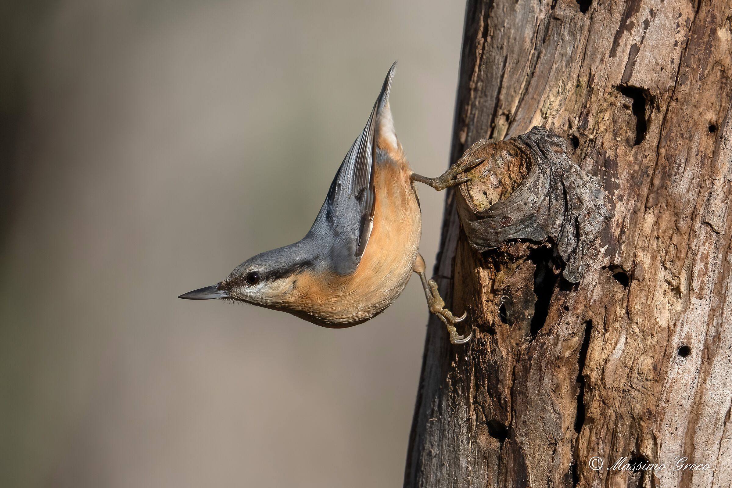Picchio muratore (Sitta europaea)
