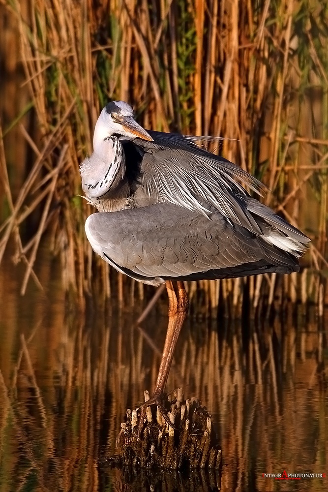 Airone cenerino al tramonto
