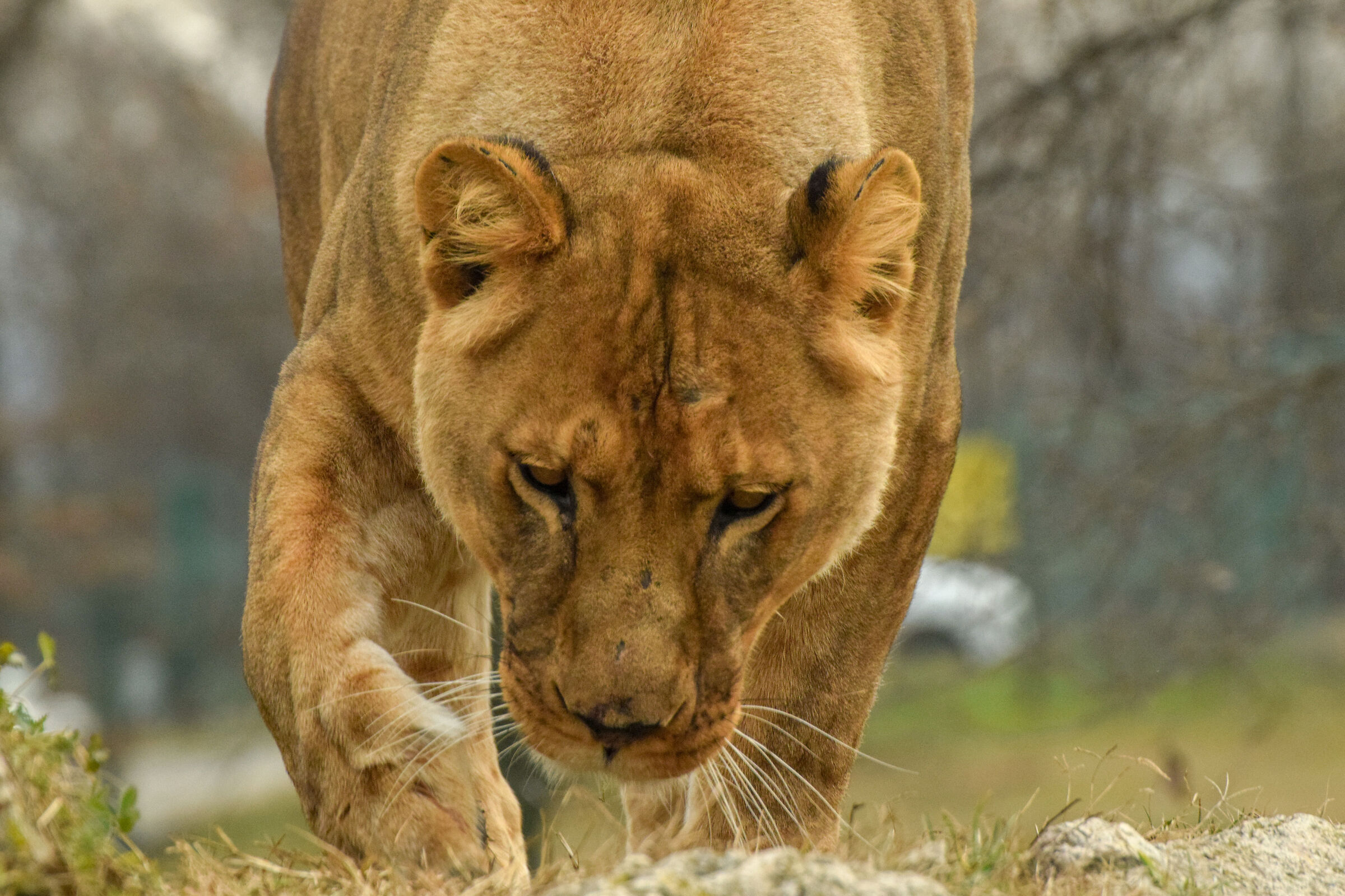 Lioness
