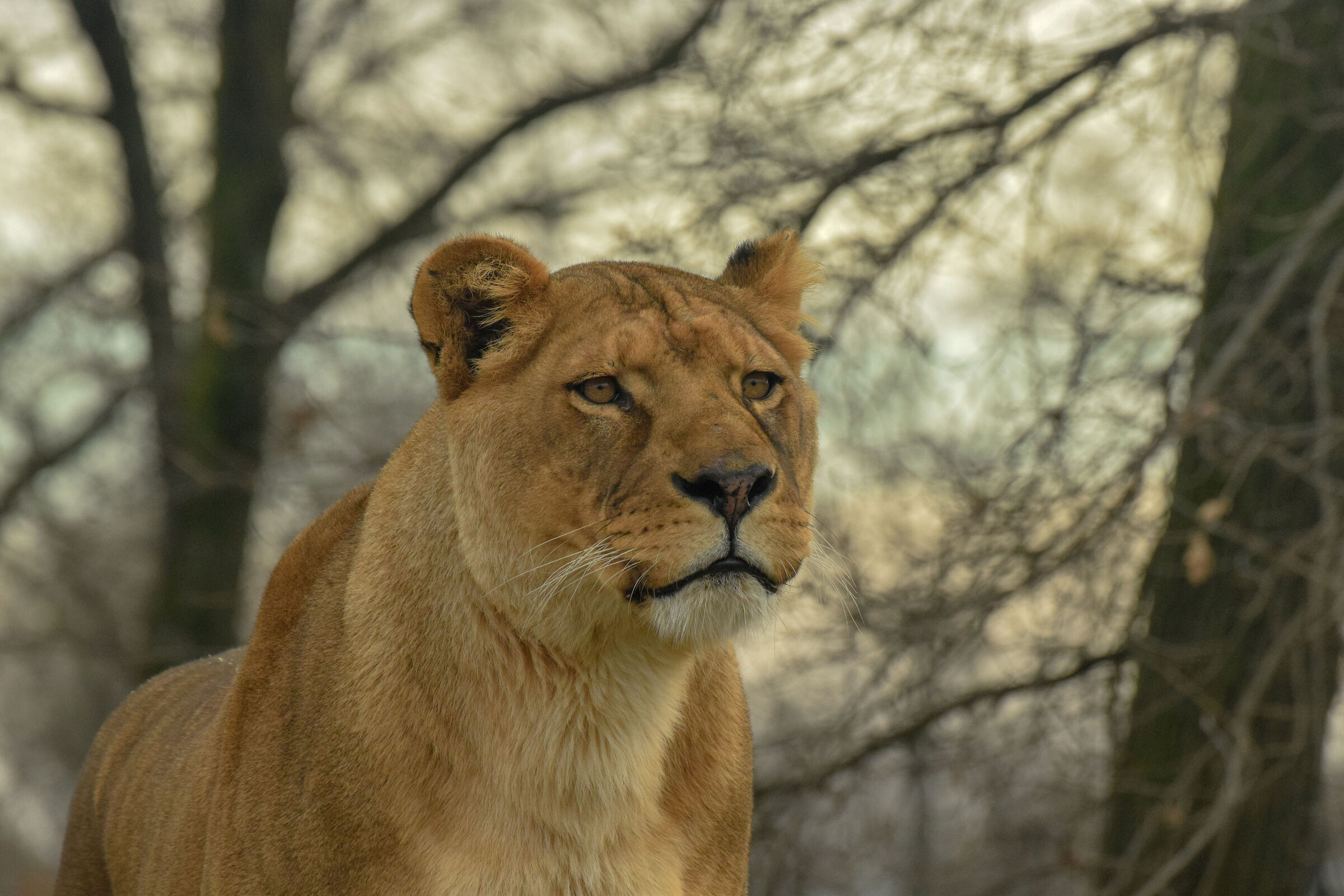 Lioness 2