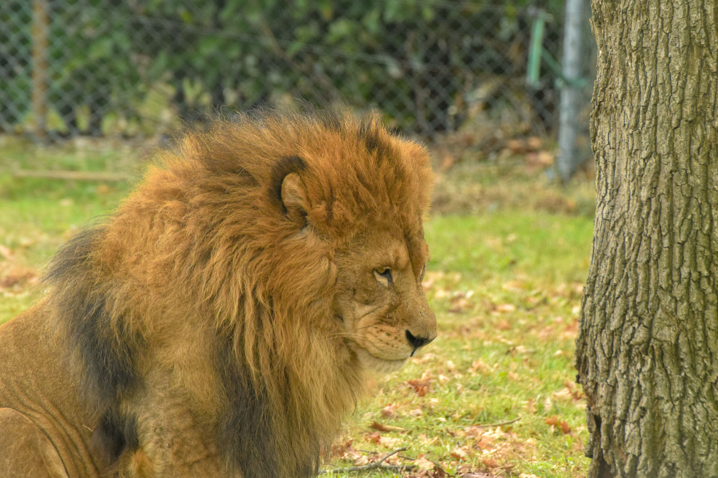 Lion