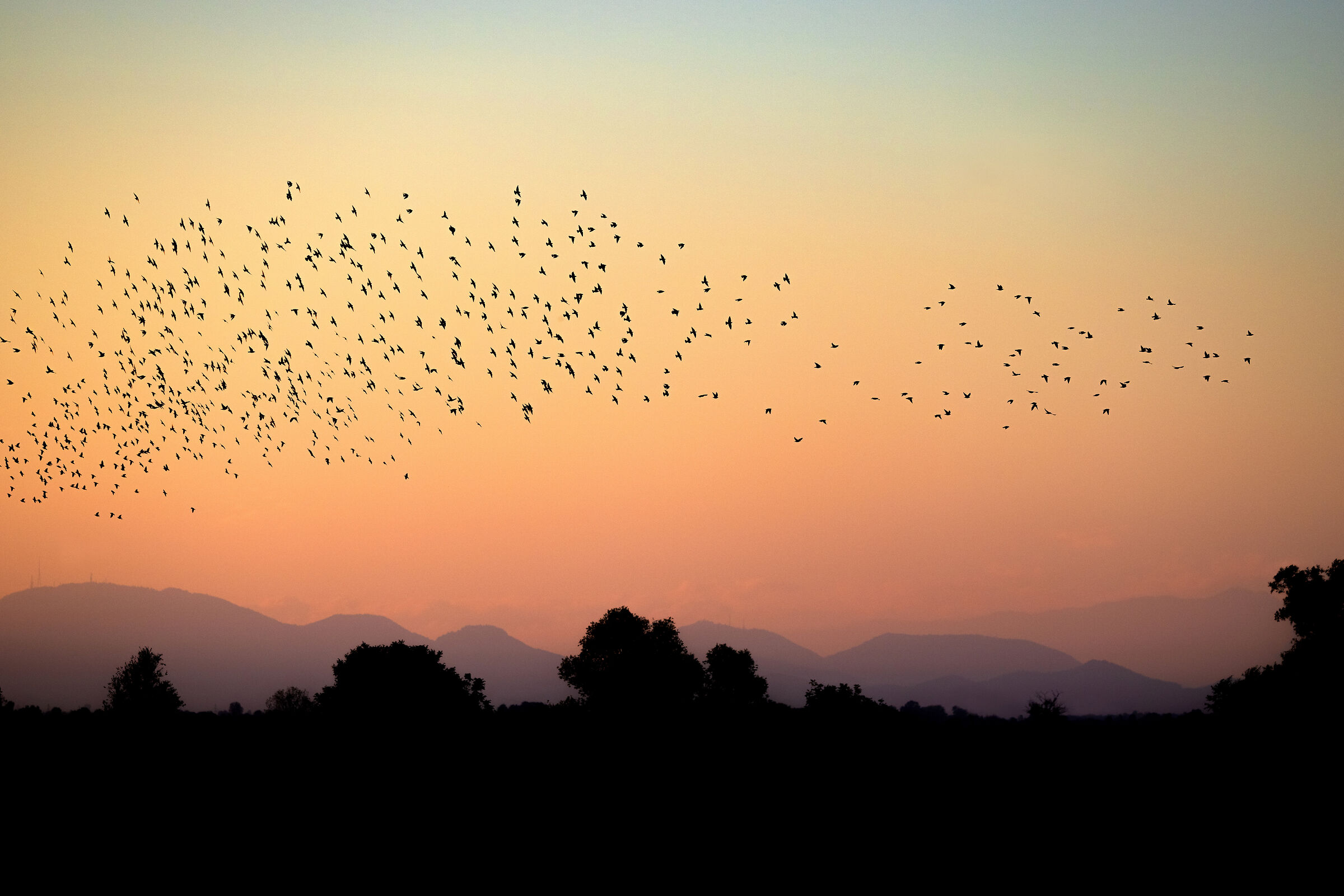 Transfers in migration