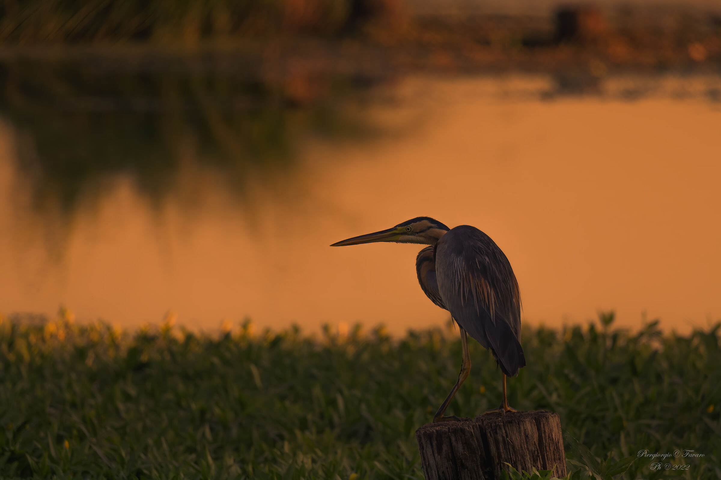 Purple heron