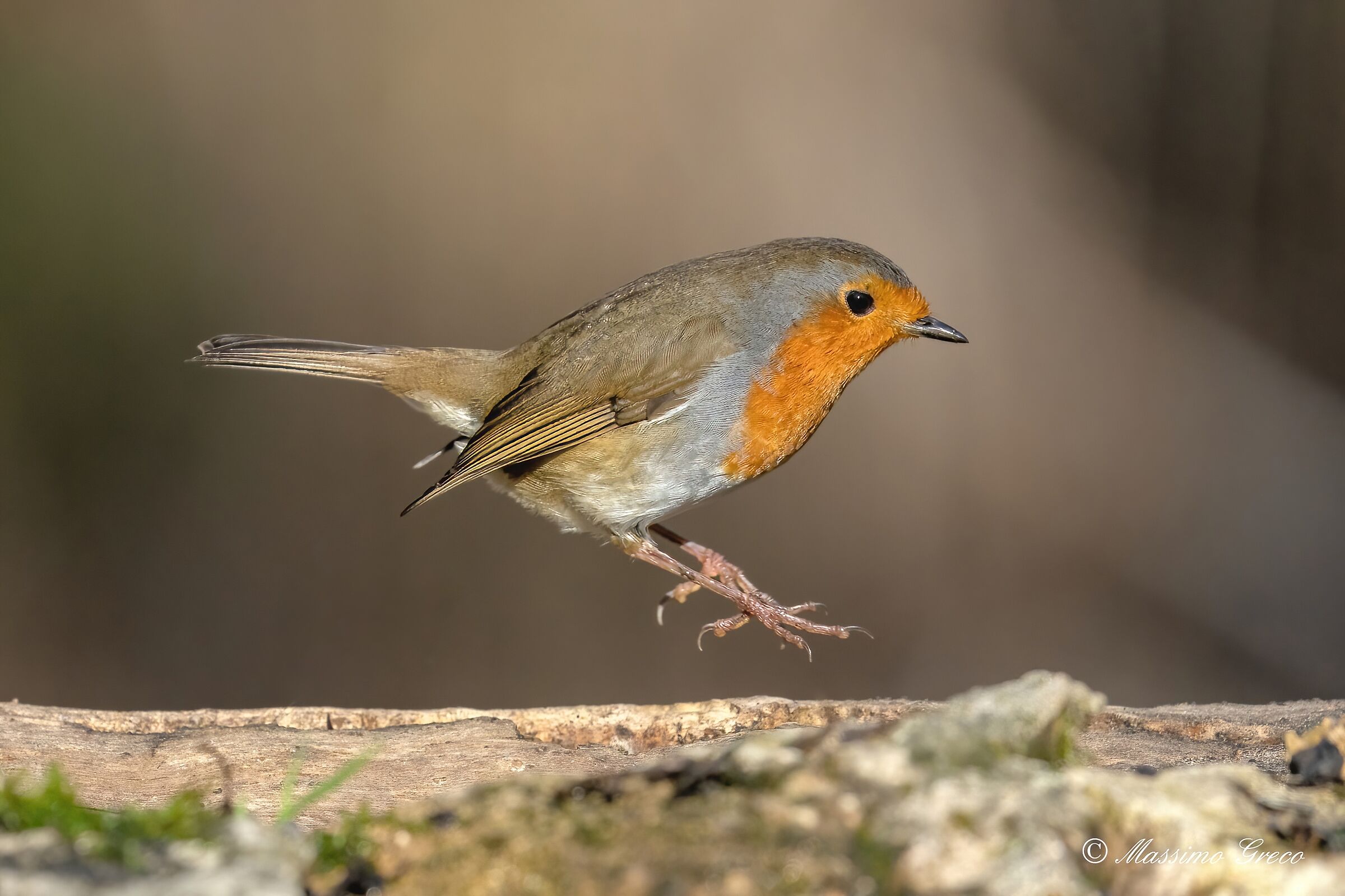Il saltello del Pettirosso