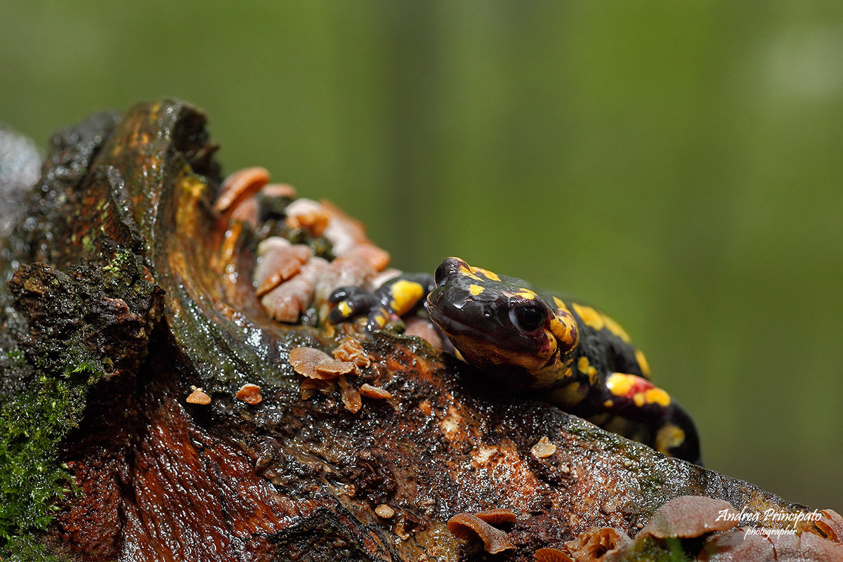 Salamandra Pezzata