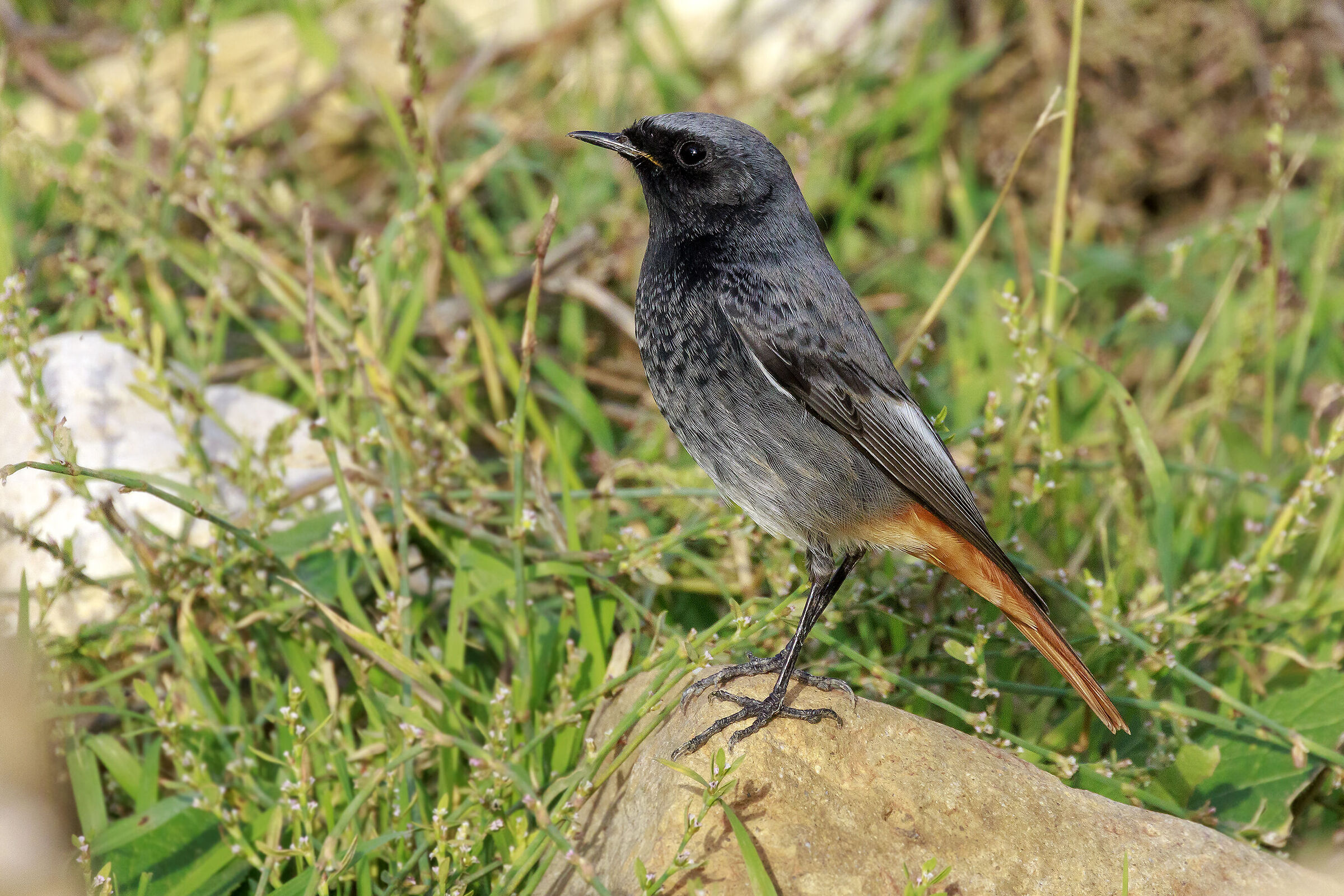 Redstart m