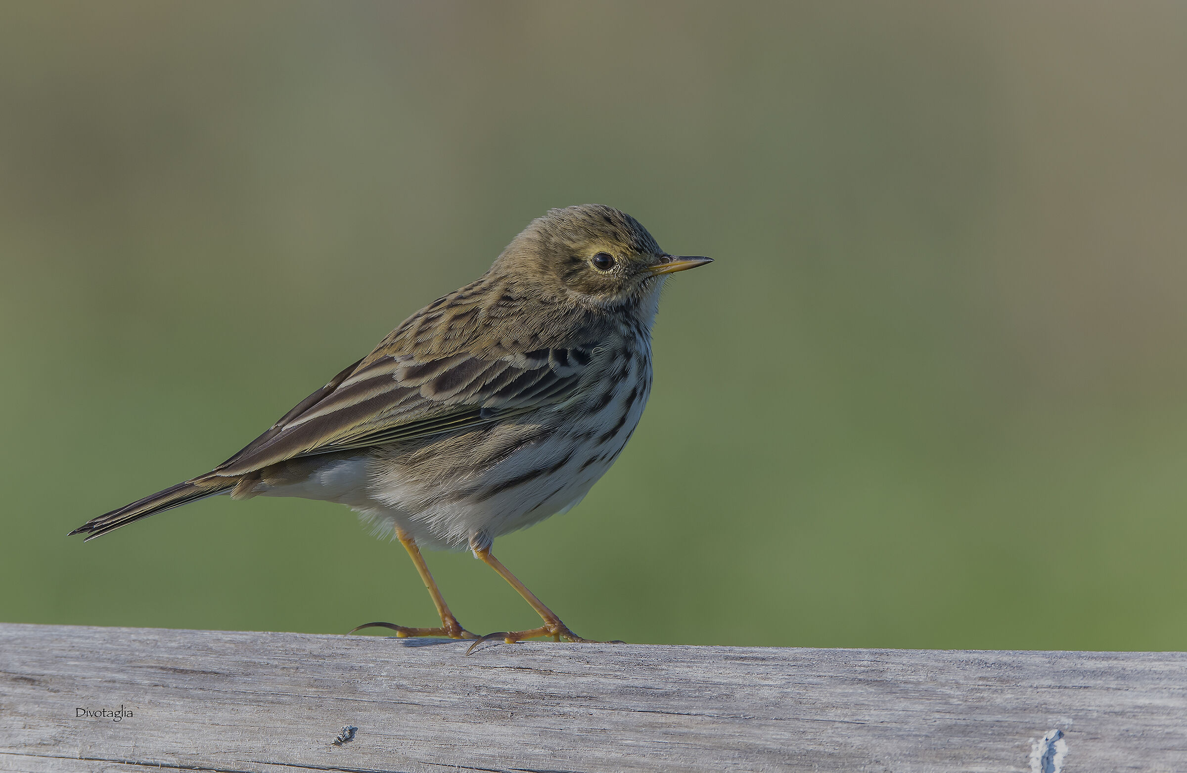 Meadow pipit