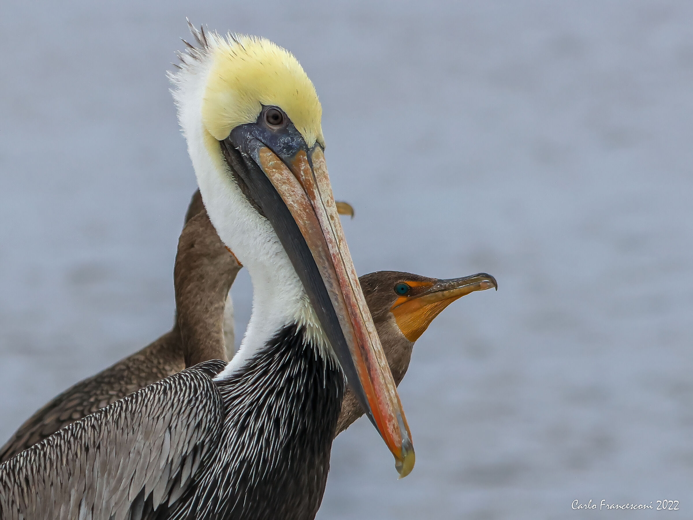A Jacksonville Pellicani