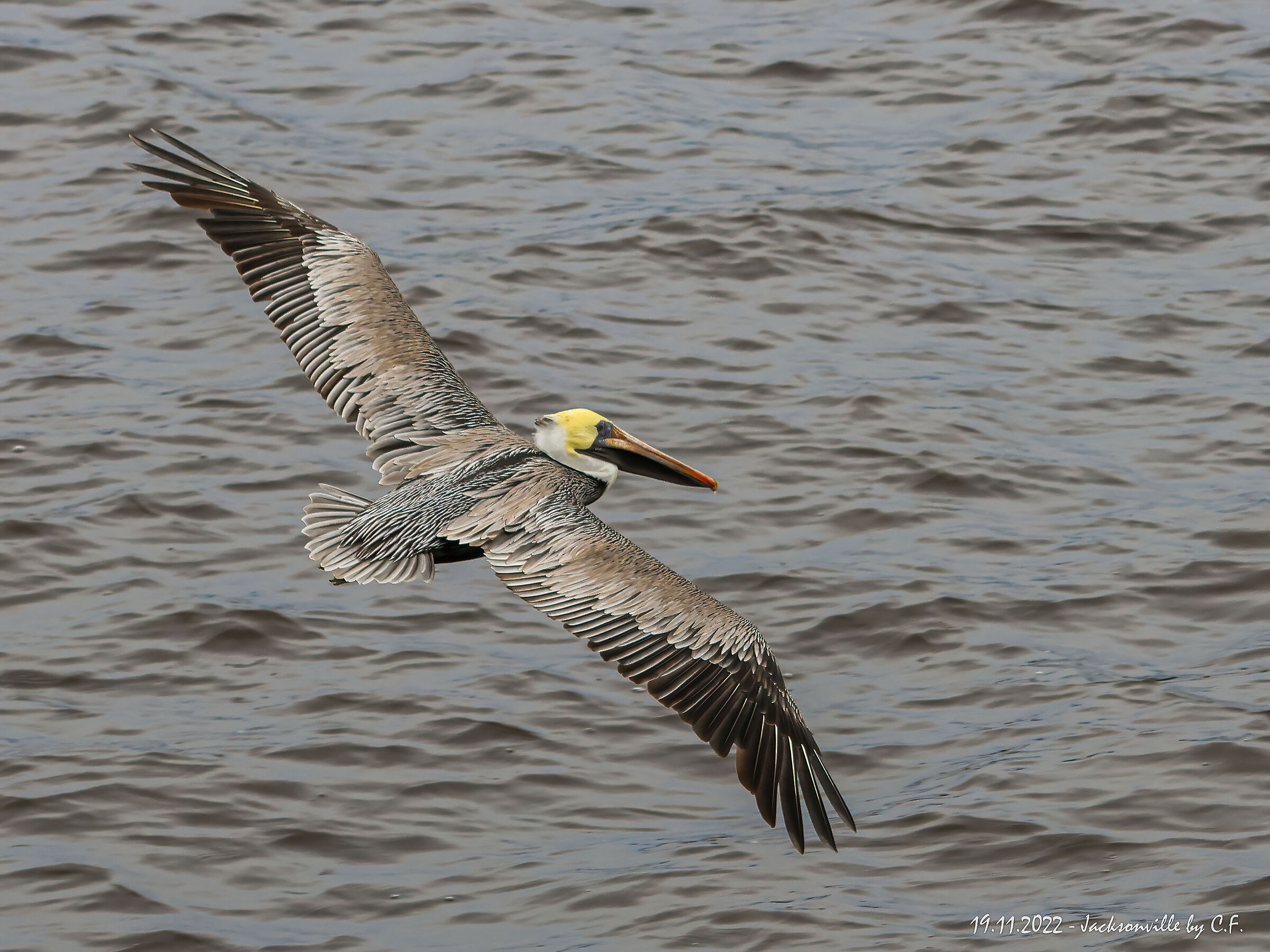 A jacksonville pellicani