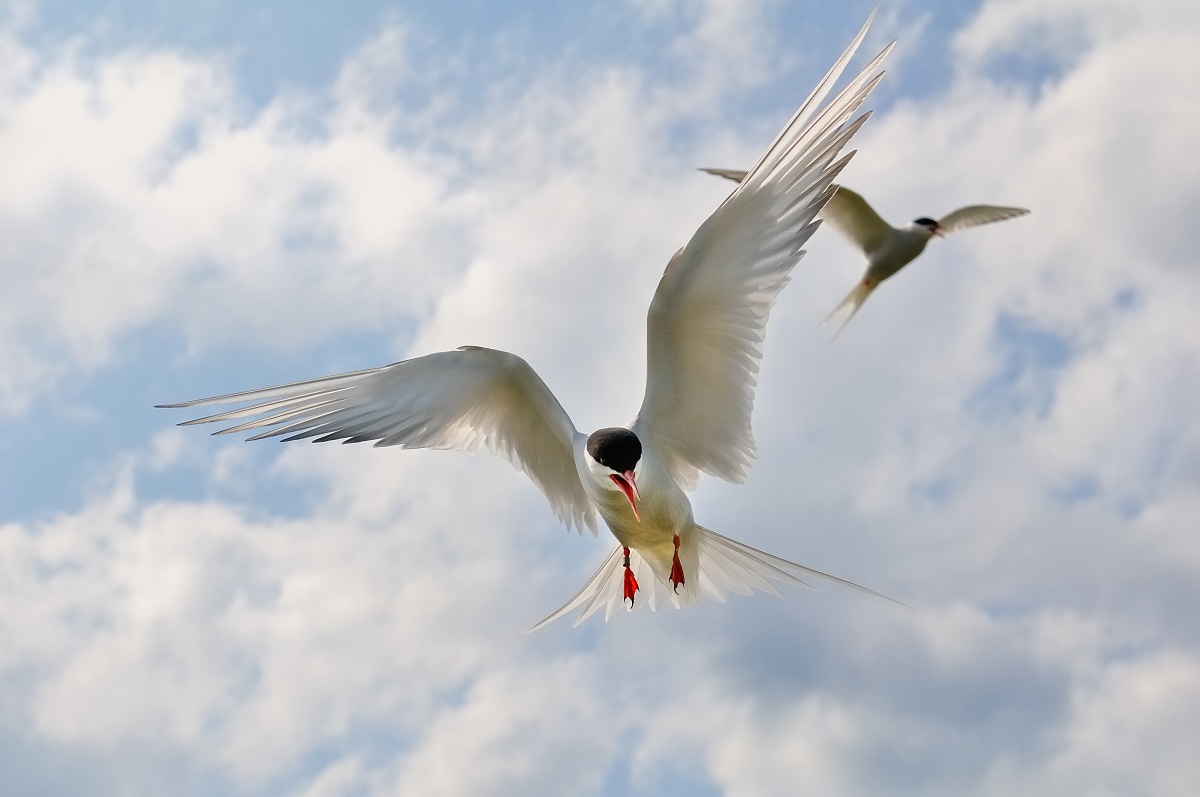Arctic Tern