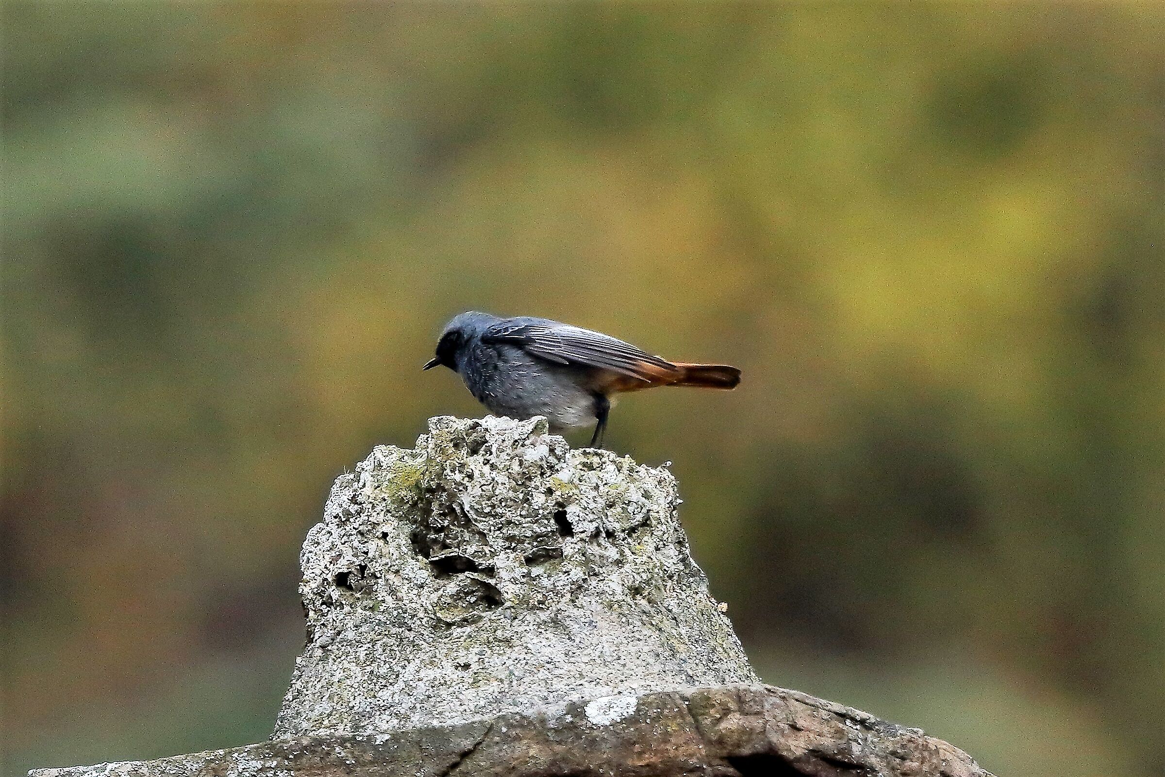 Codirosso 08 dicembre 2022