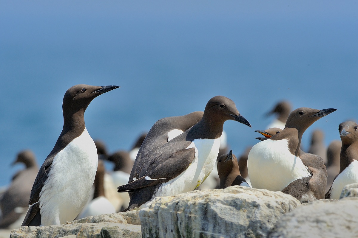 guillemots