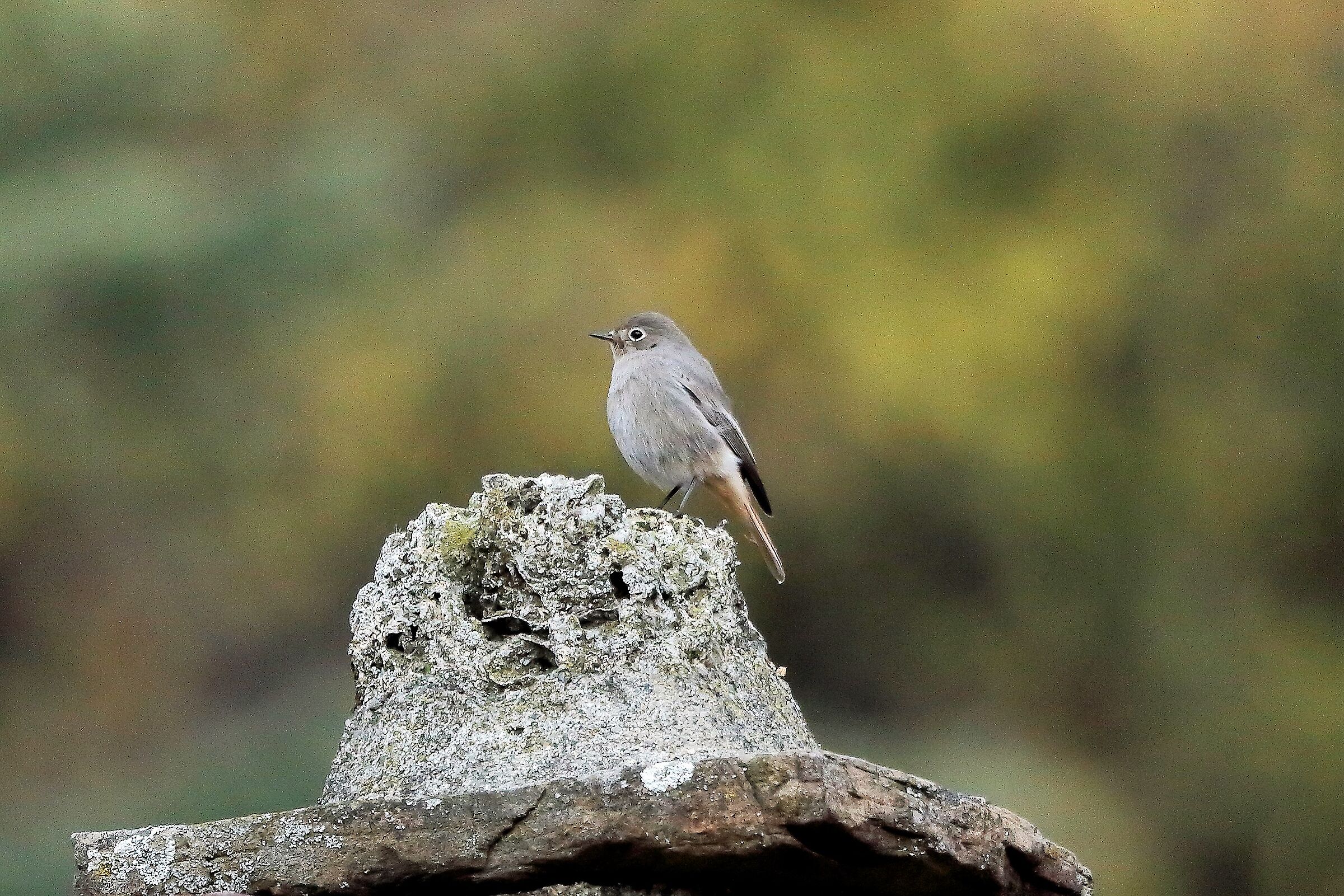 Codirosso 08 dicembre 2022