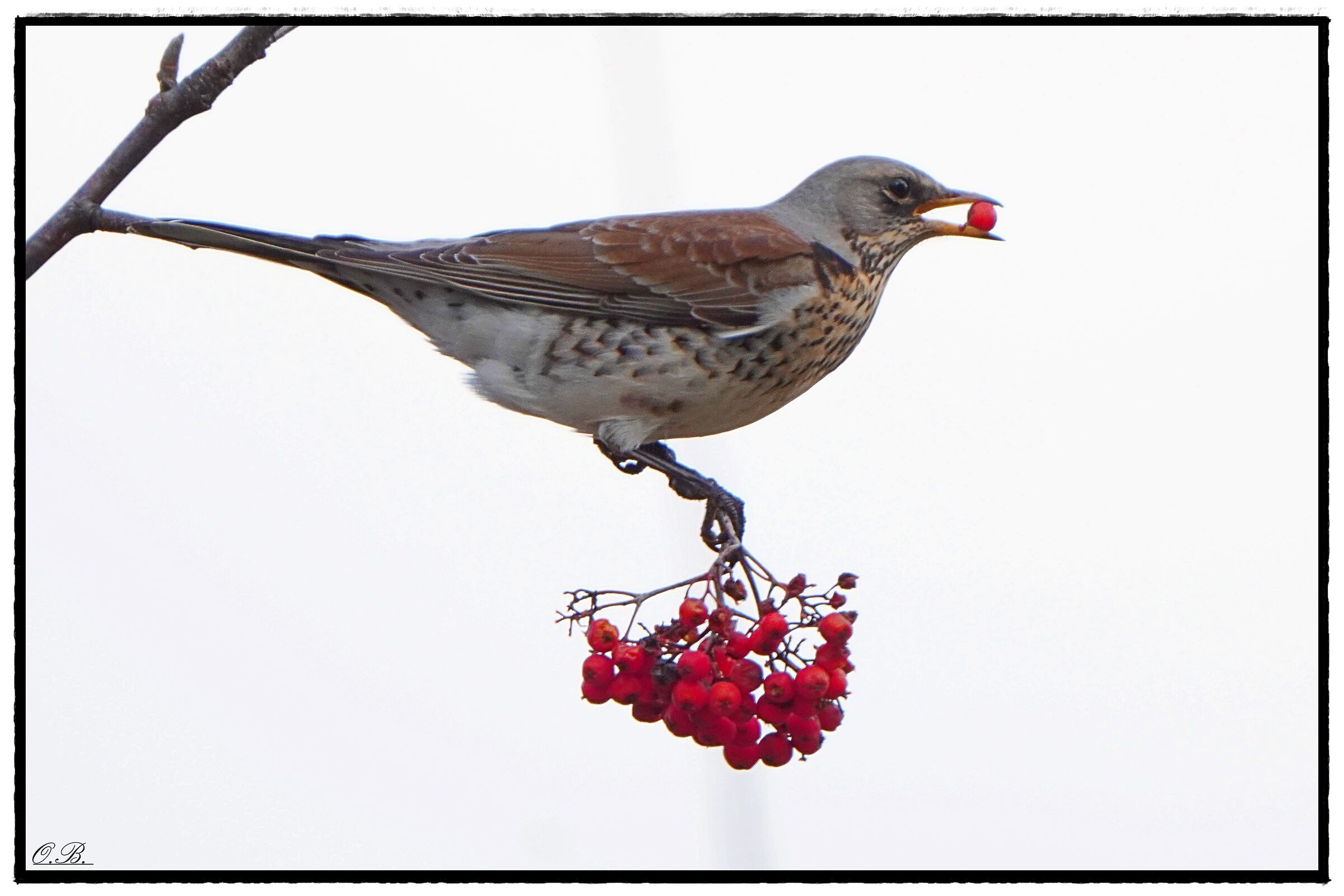 Thrush on rowan. Fieldfare