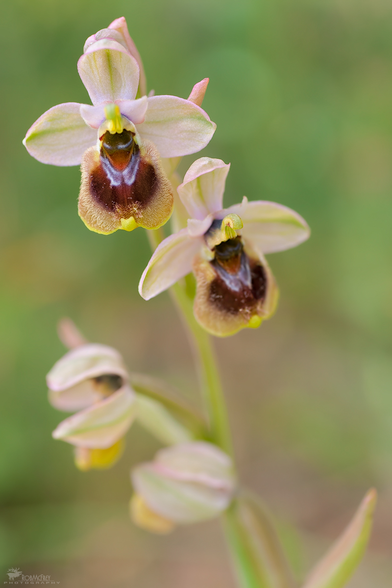 Ophrys tenthredinifera