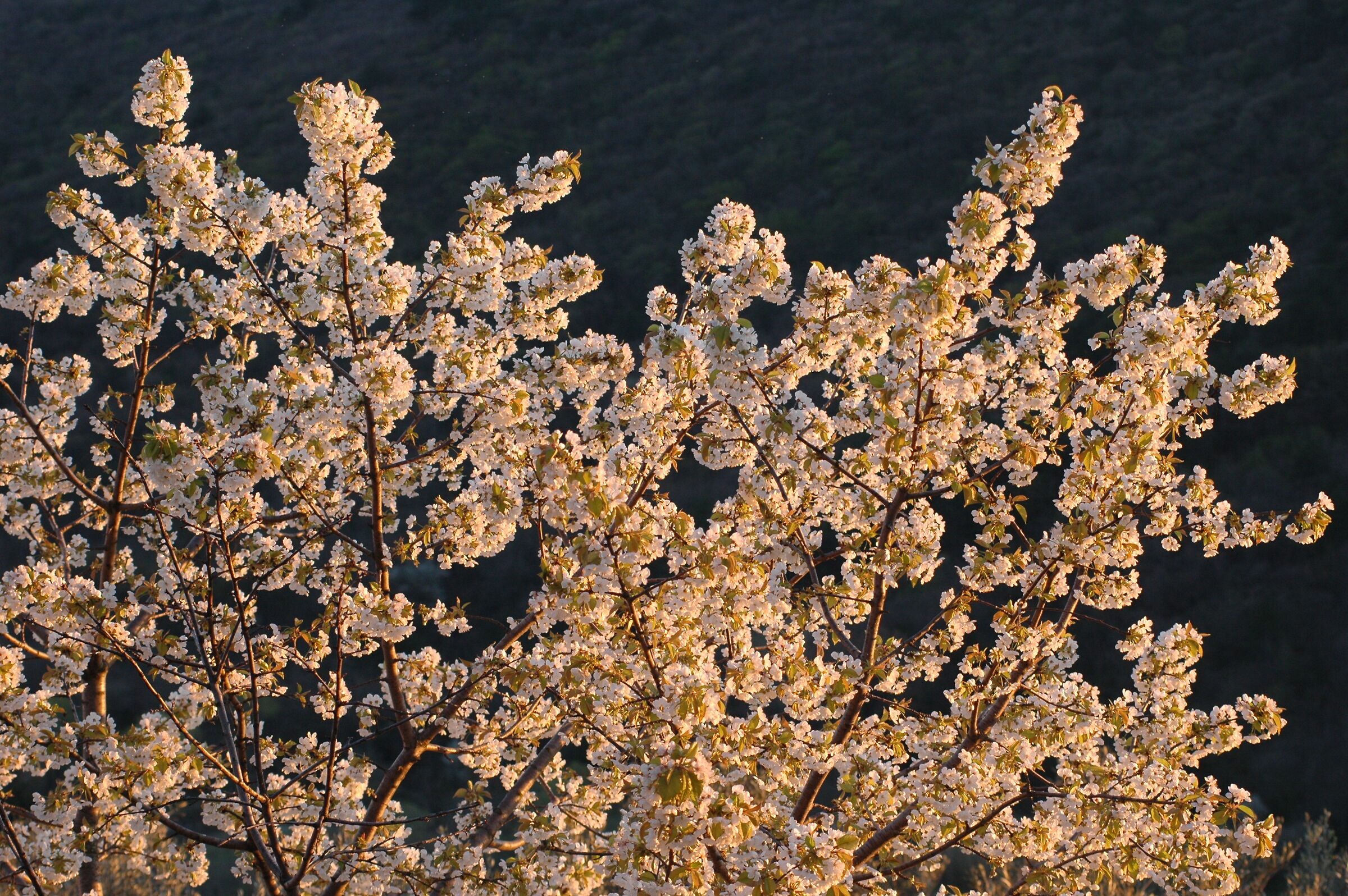 ciliegio in fiore Caresana Trieste