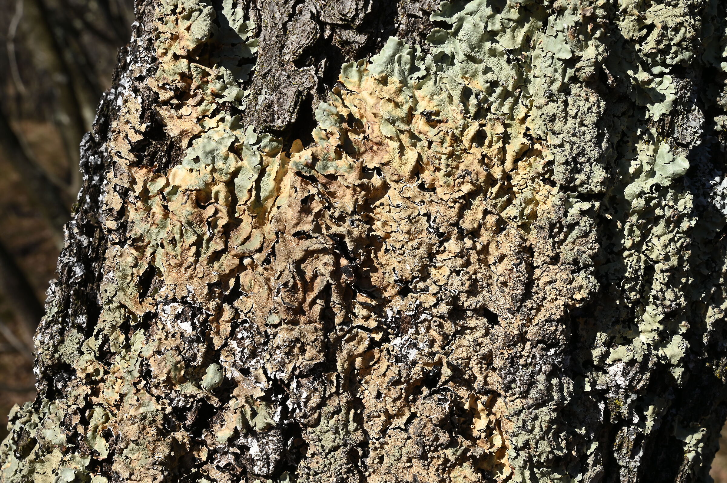 lichene tronco carso triestino