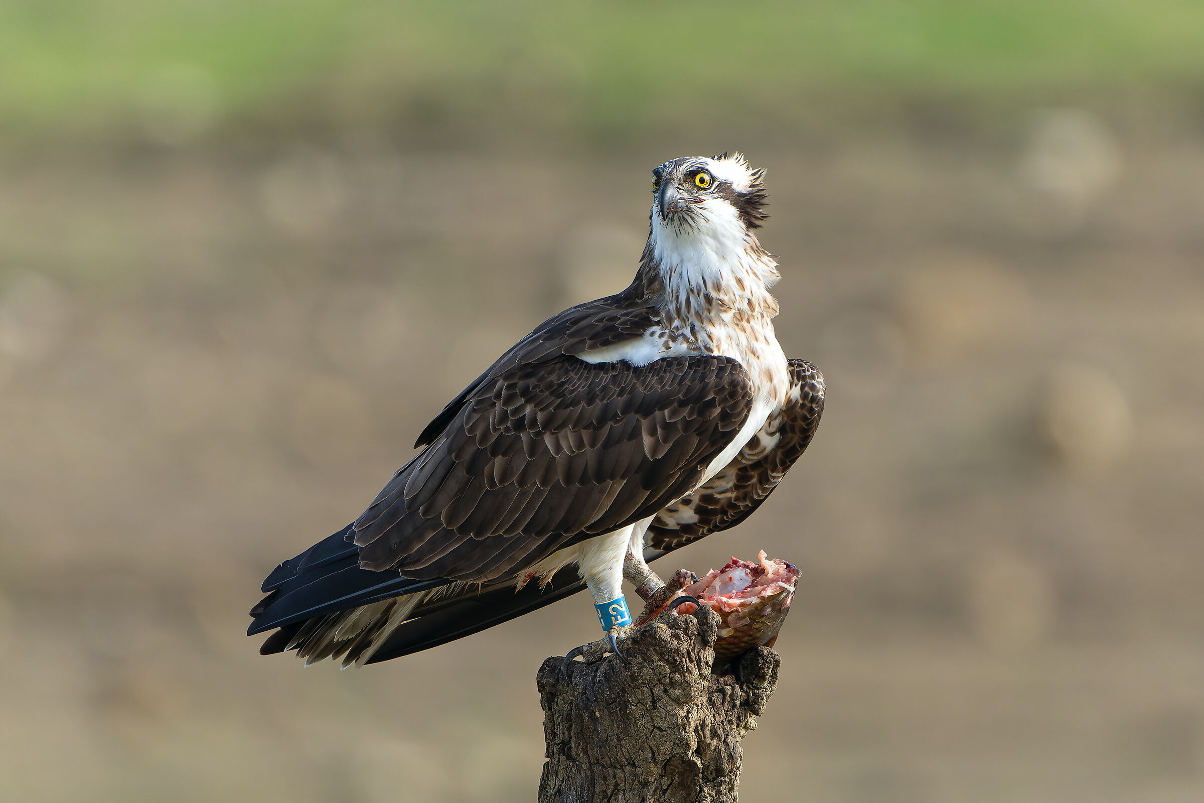 Osprey