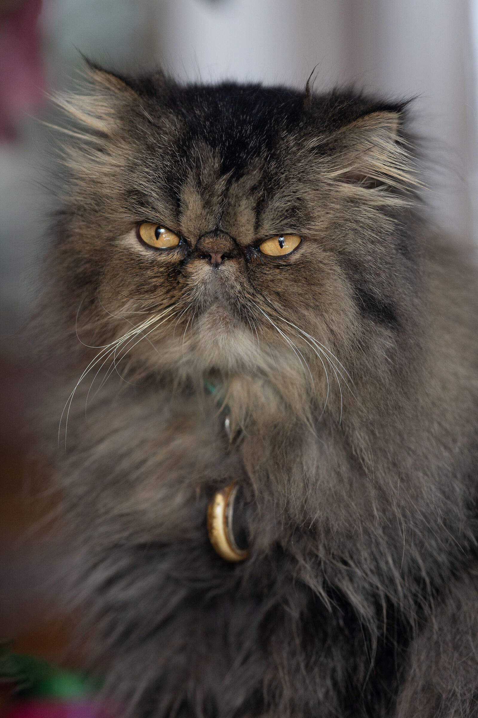 The little Persian kitten