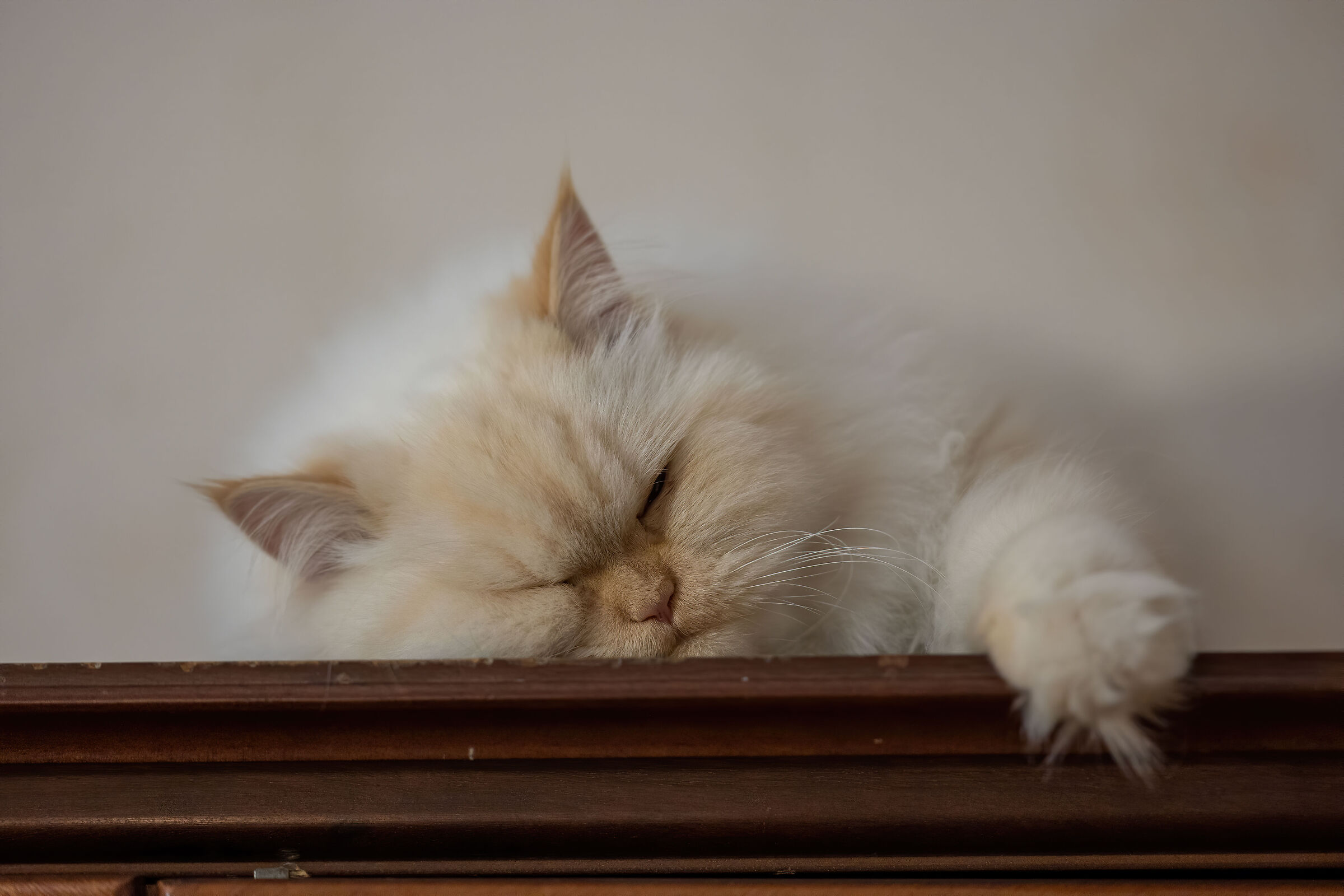 Il dormiglione