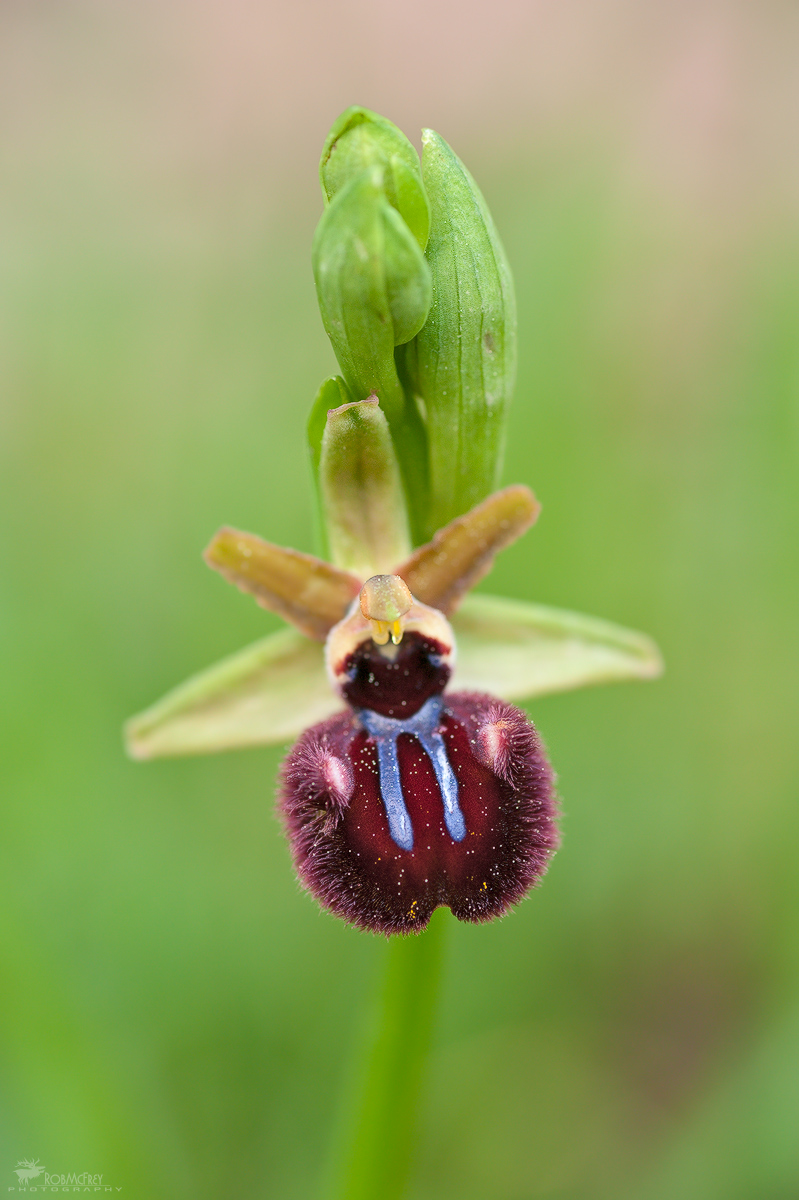 Ophrys incubacea