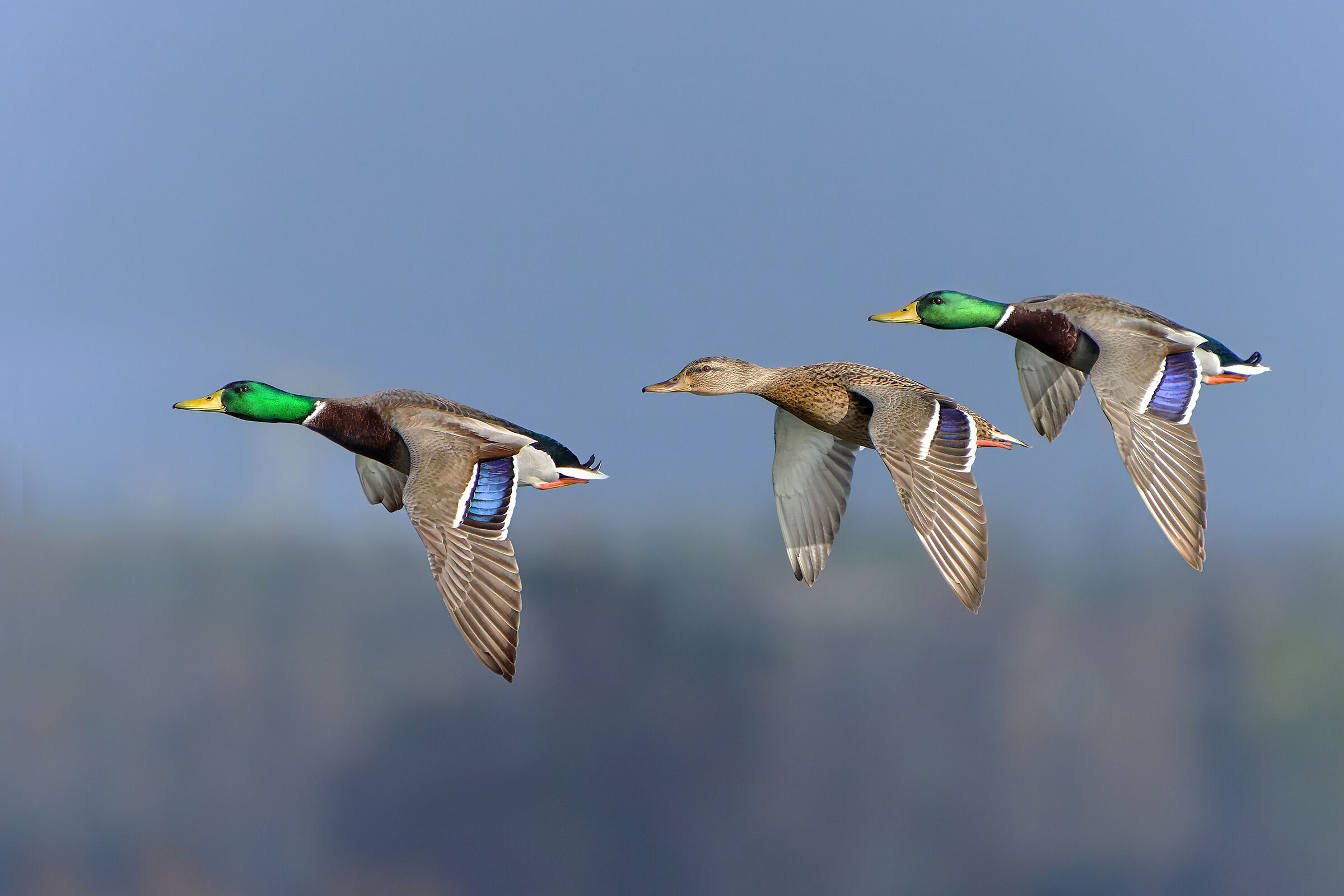 Mallards