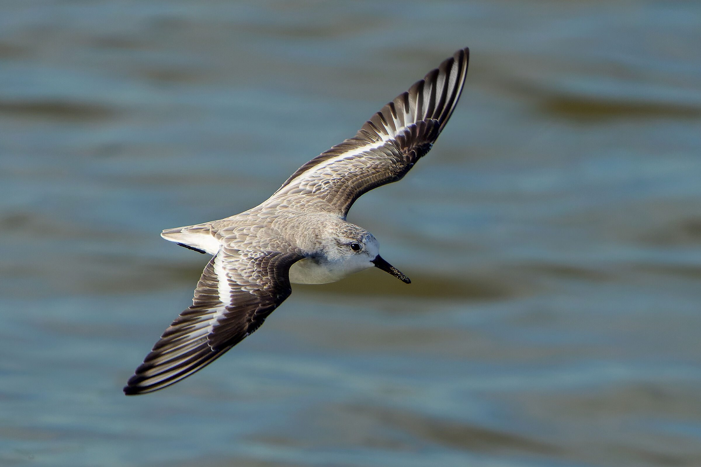 Piovanello tridattilo