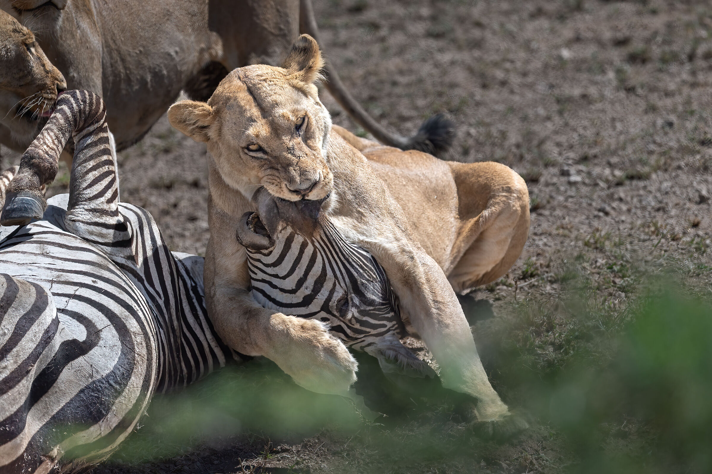 "The Hunting of the Lionesses"
