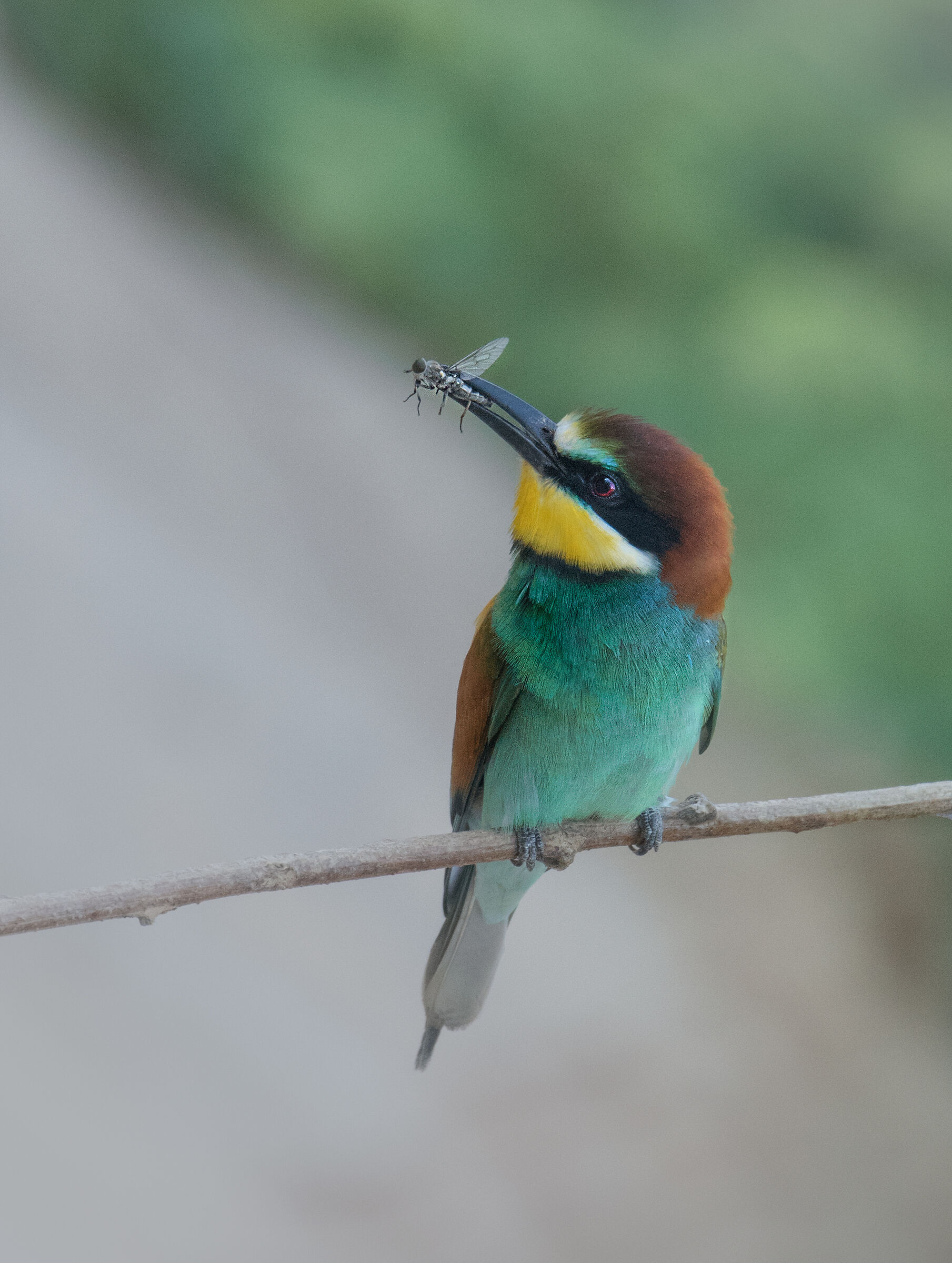 bee-eater