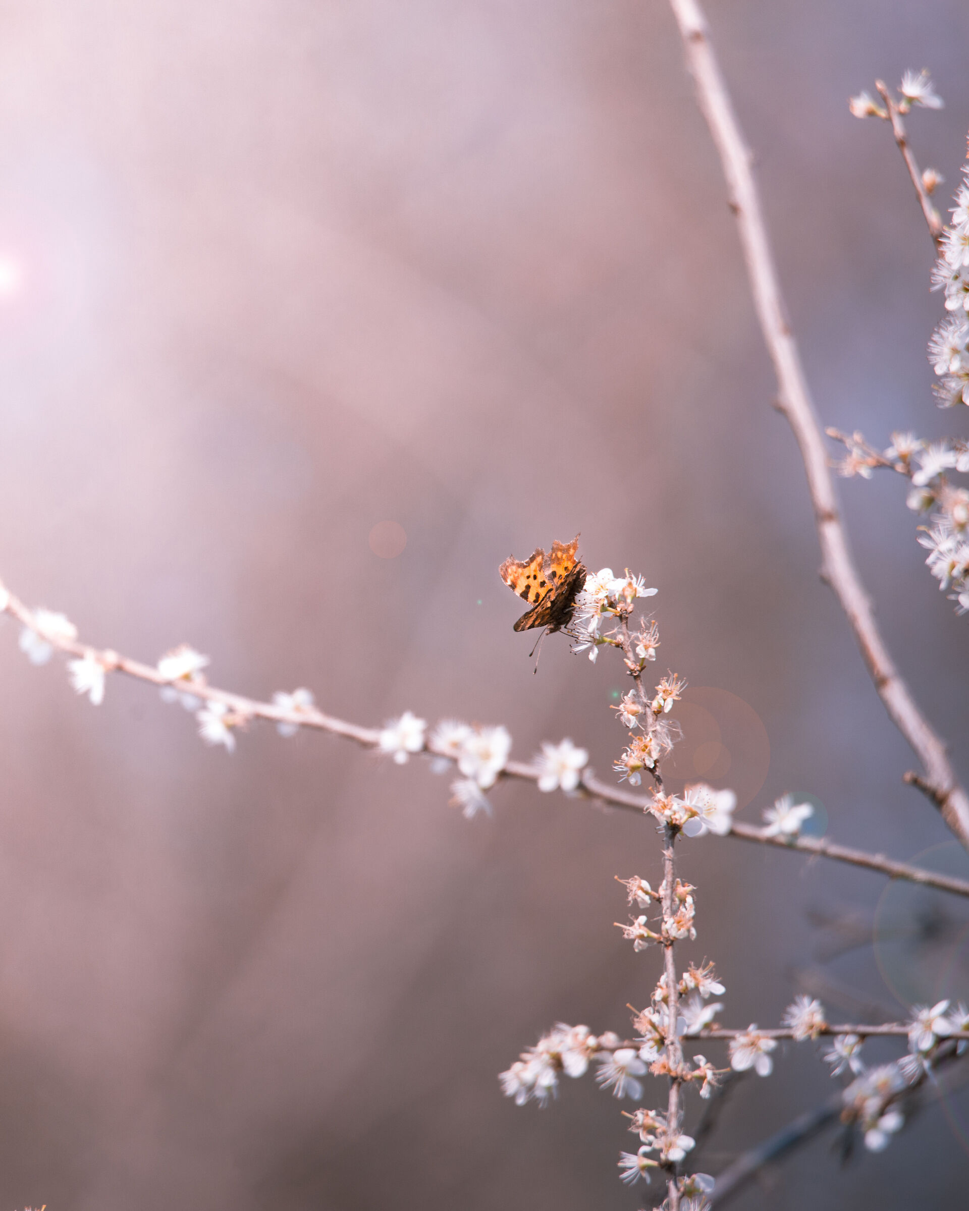 butterfly
