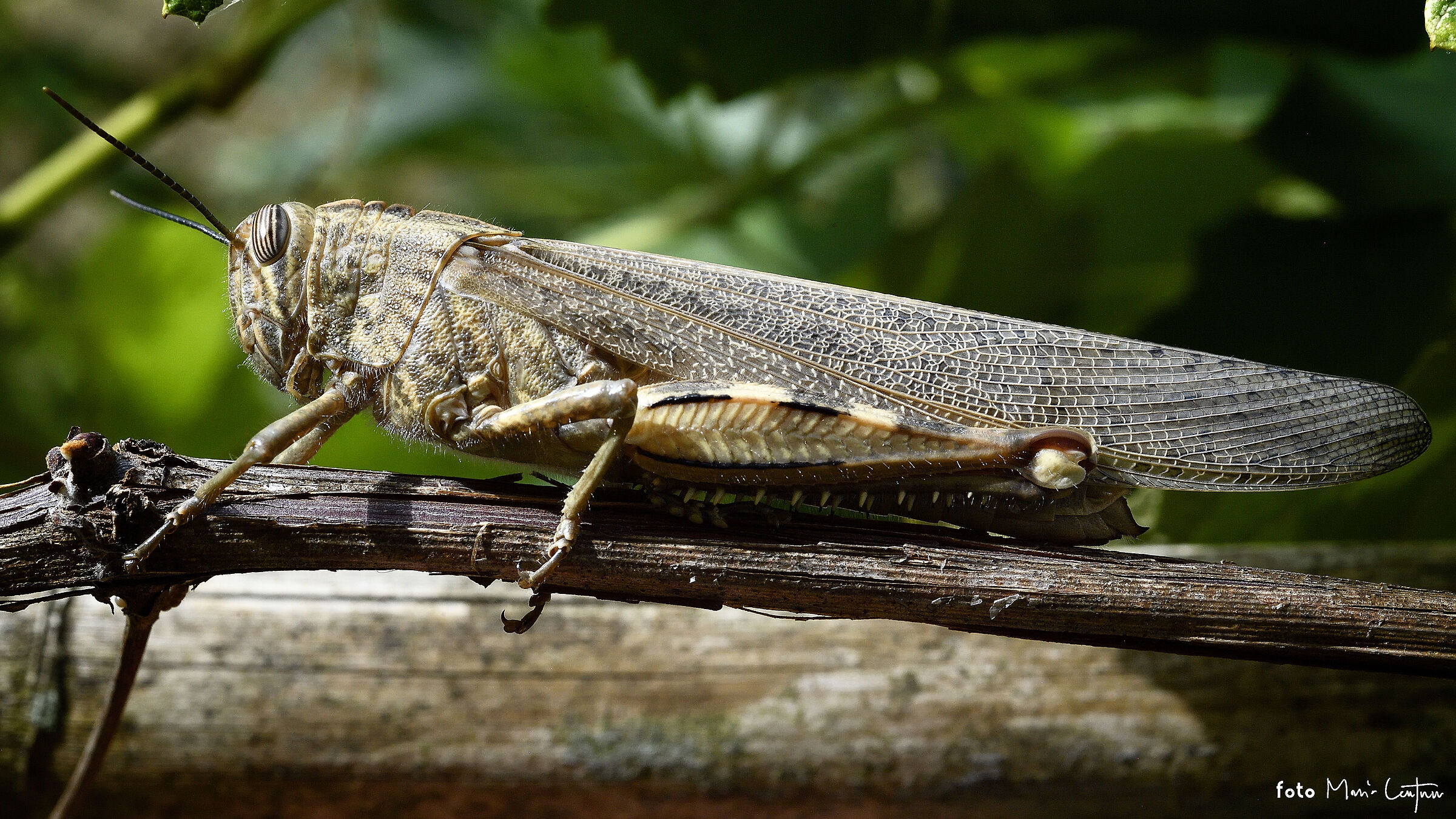 Locusta